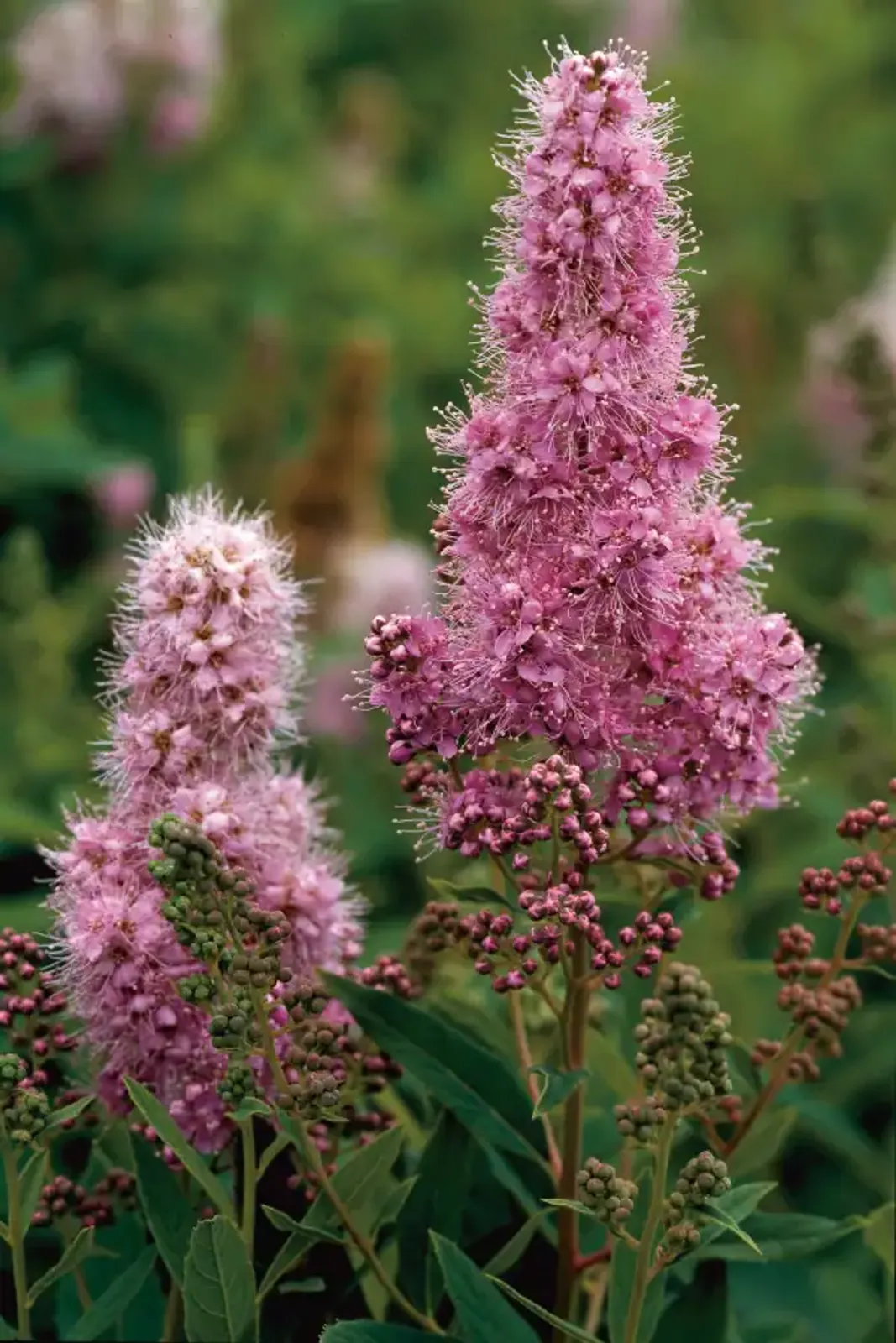Klasespirea, 50-80 cm — närbild