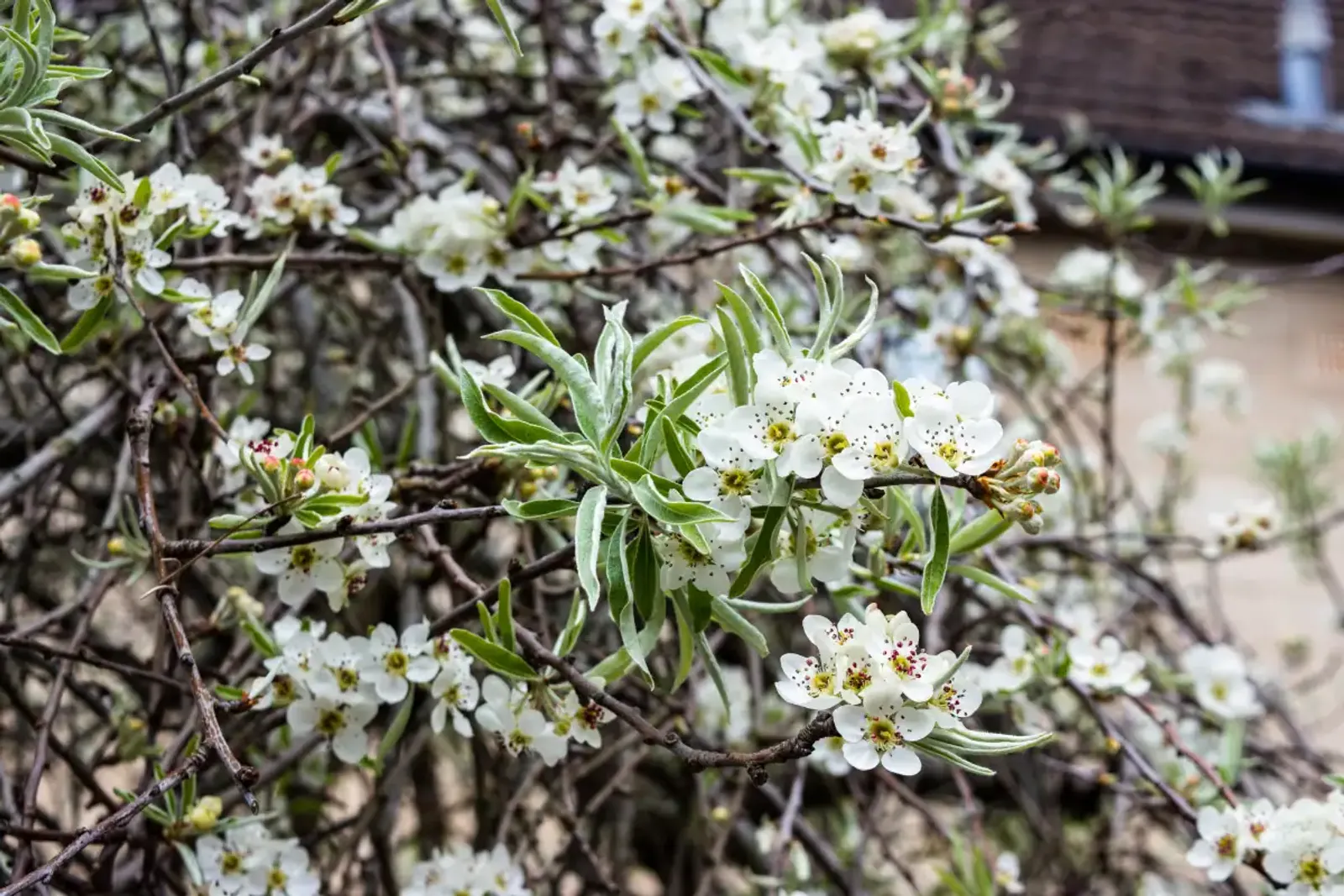Silverpäron 'Pendula', Högstammat träd — detalj 4