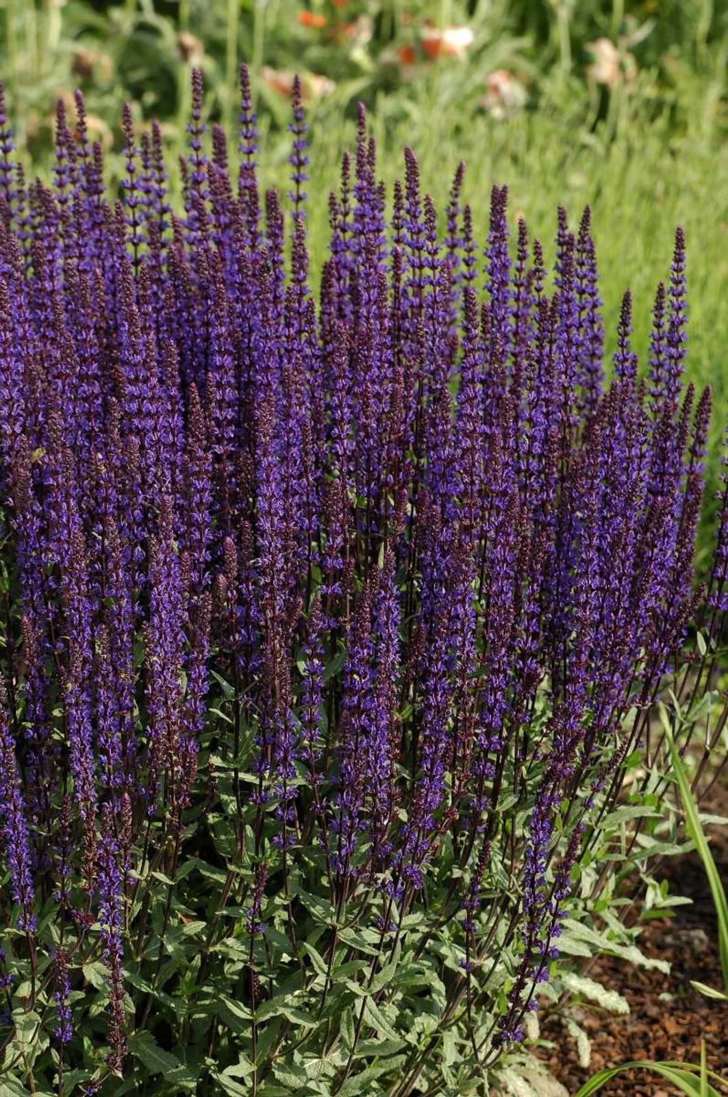 Stäppsalvia 'Caradonna' med djuplila blommor och mörka stjälkar, elegant perenn för rabatter.