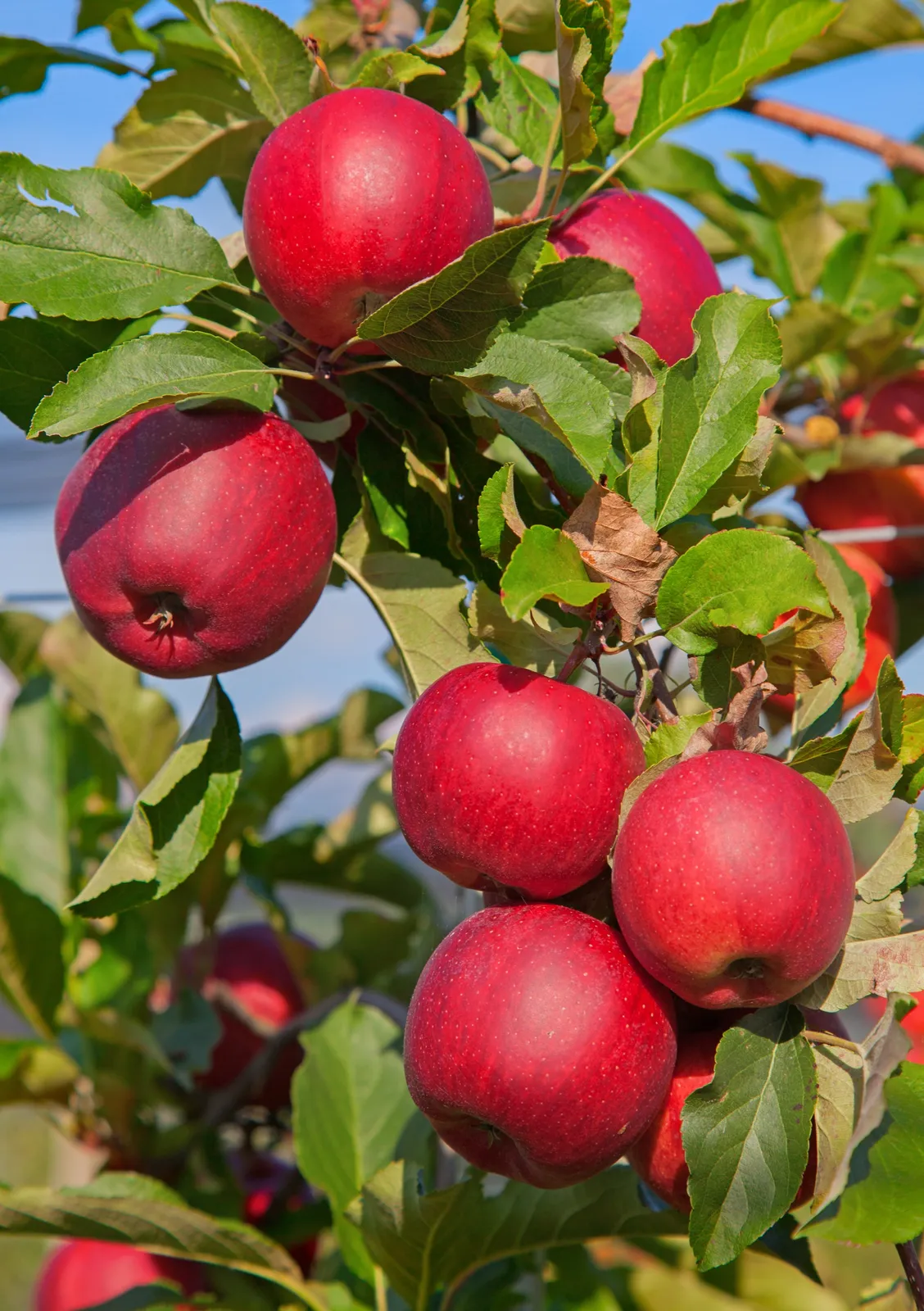 Äpple 'Katja' E, inkl. uppbindnings kit - bild 1