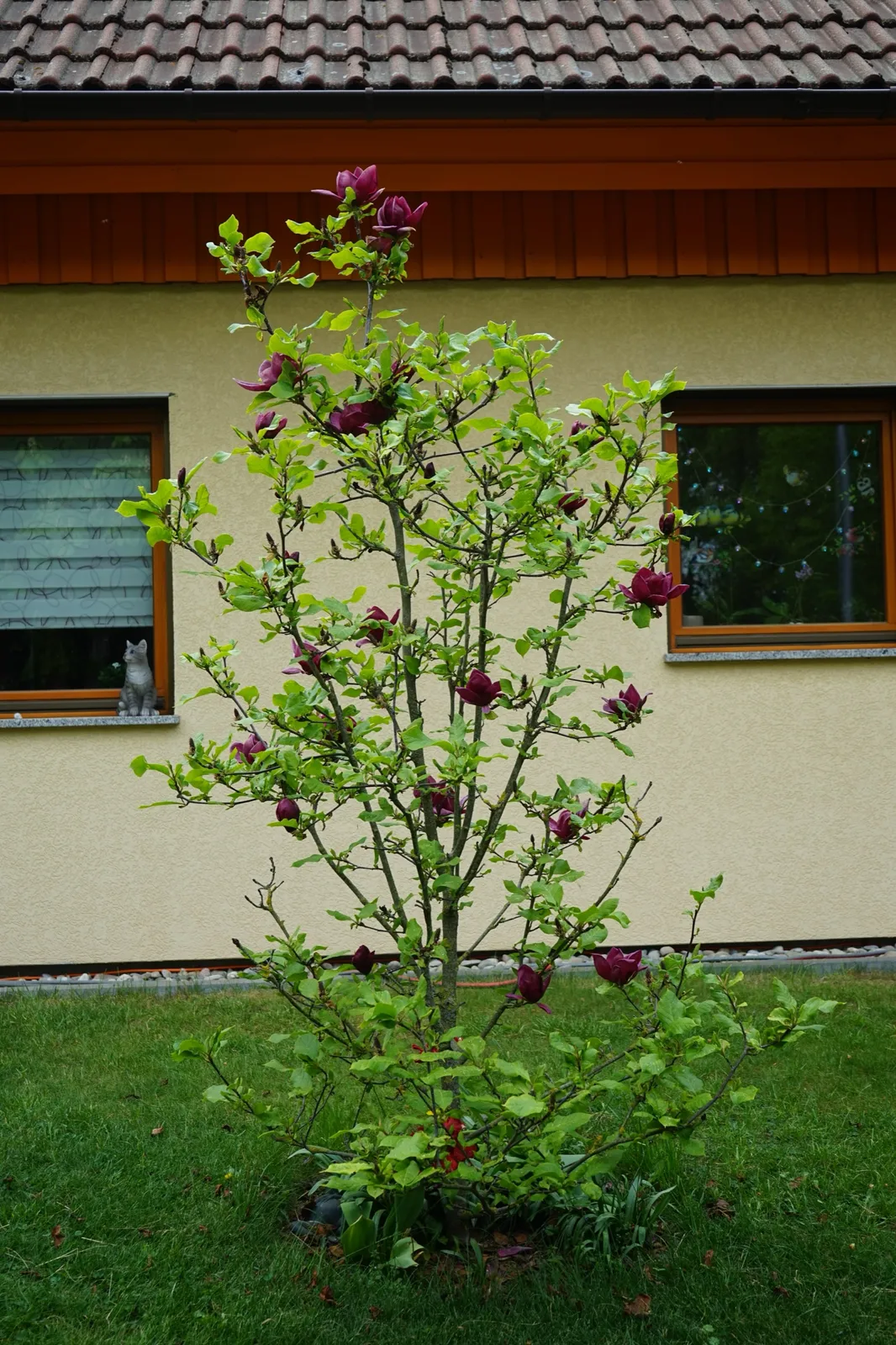 Rosenmagnolia 'Genie'PBR, sol 80-100 cm, co/kl - bild 5