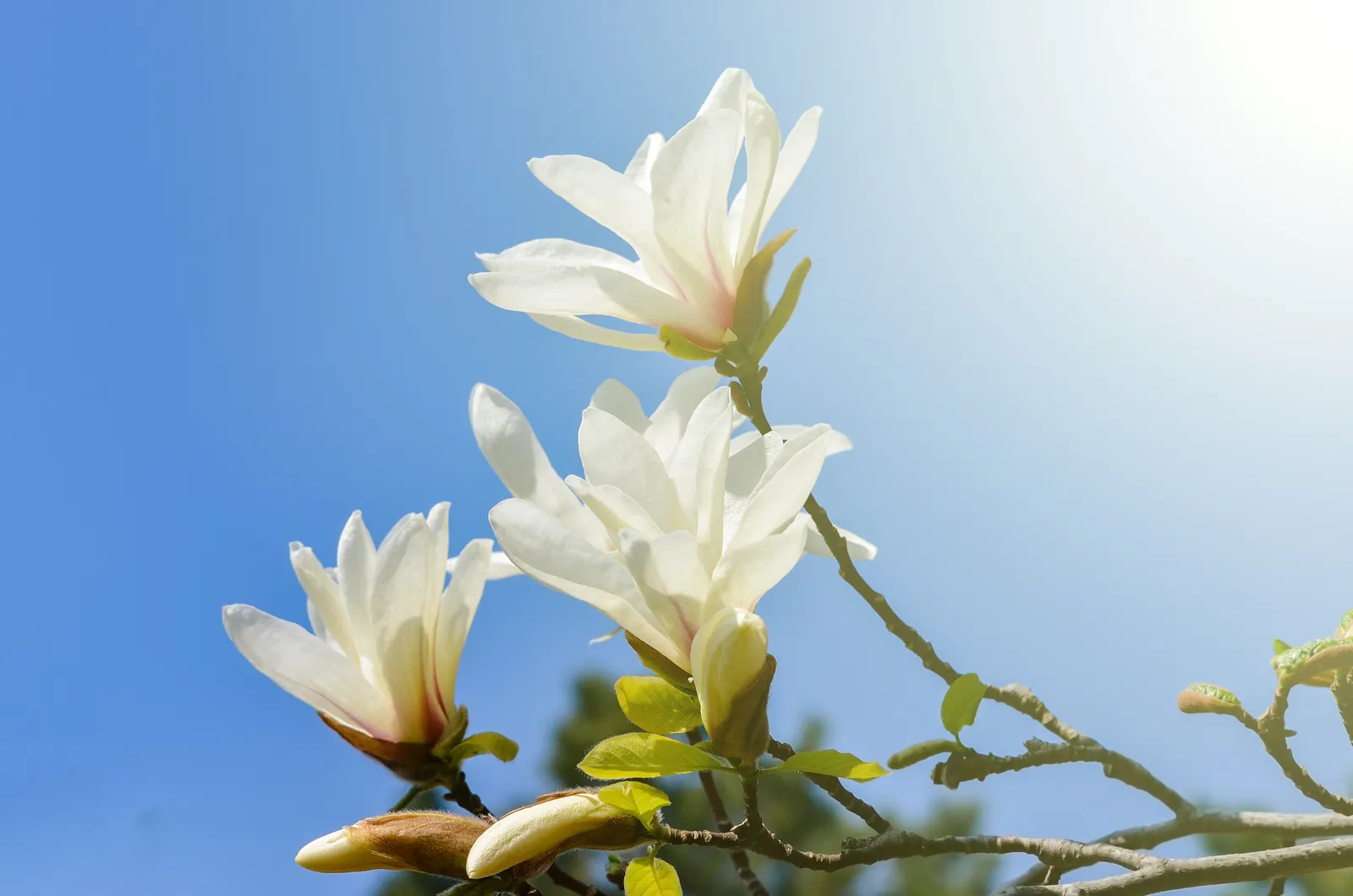 Japansk magnolia - bild 3