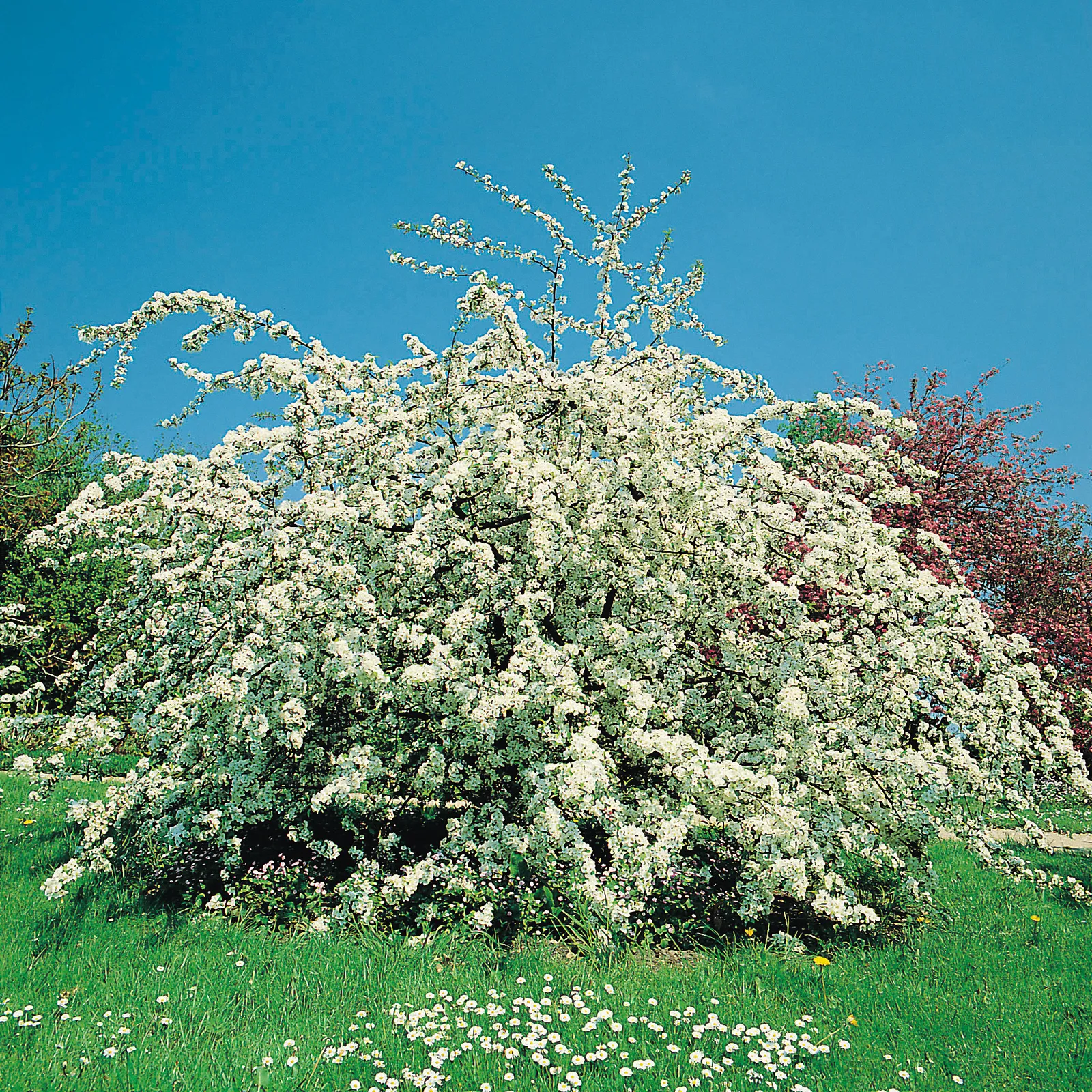 Bukettapel - bild 2