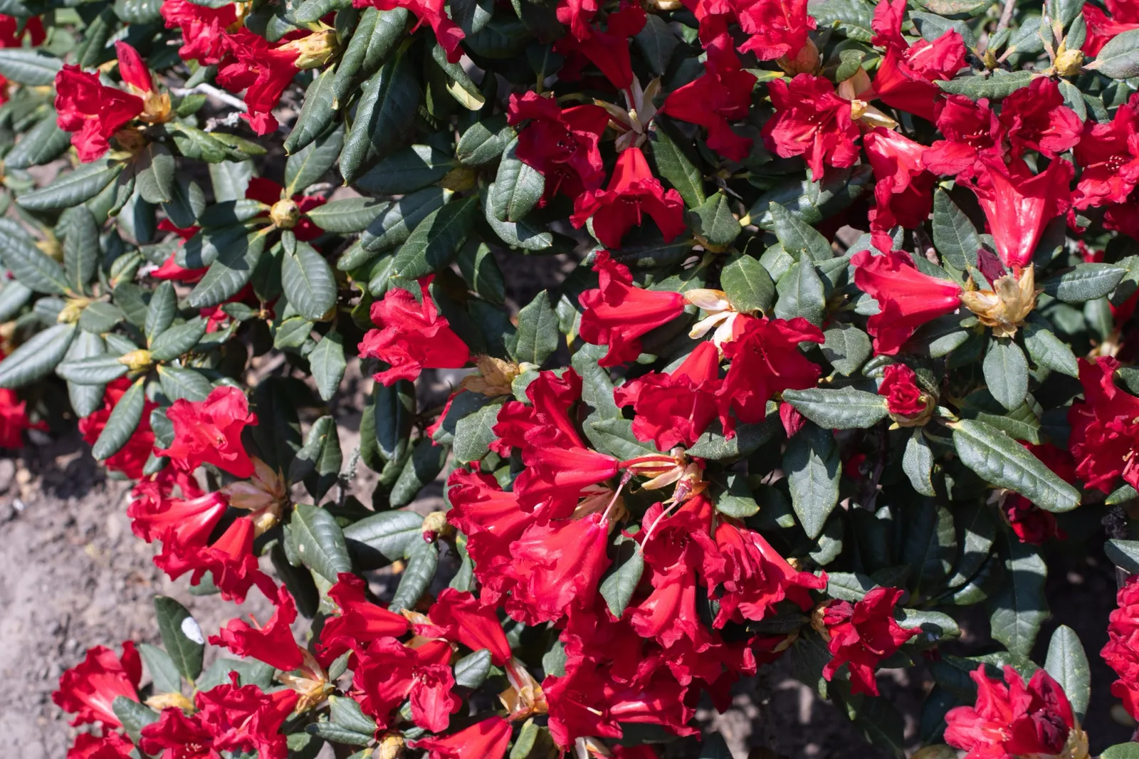 Forrestii-rododendron 'Baden-Baden', 15-20 cm - bild 3