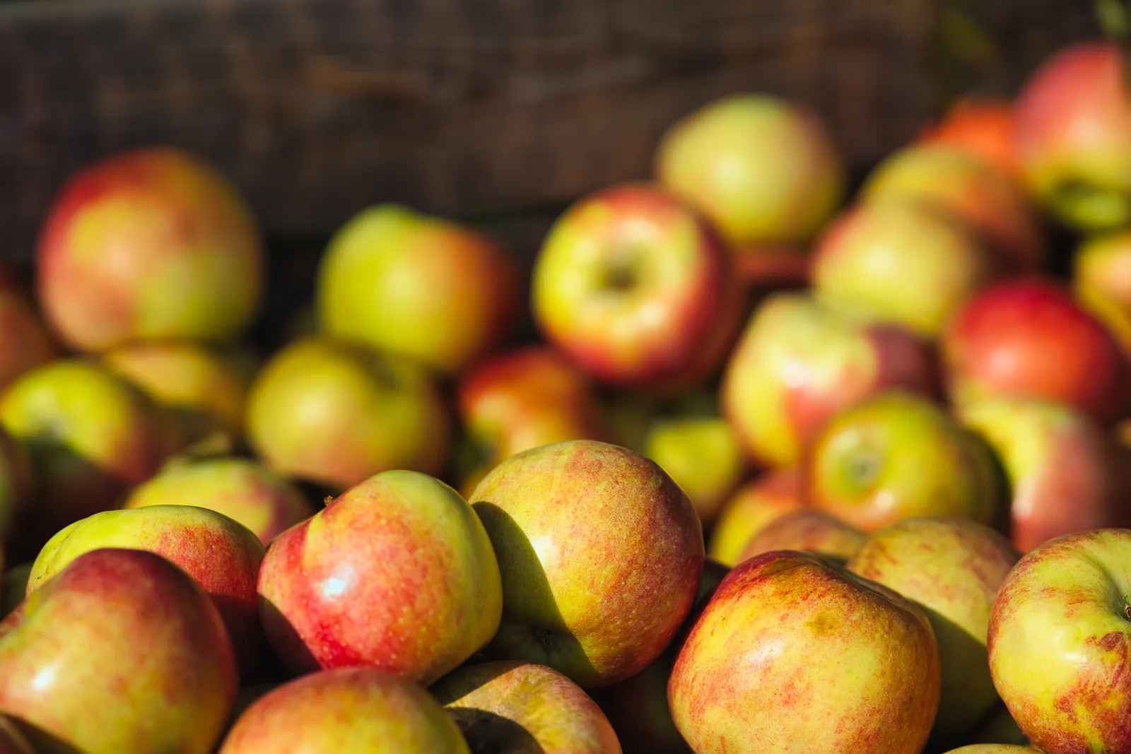 Äpple 'James Grieve' E , svagväxande, B9, inkl. uppbindnings kit - bild 3