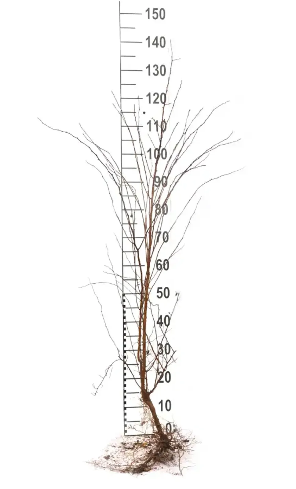 Bukettspirea, 50-80 cm — detalj 6