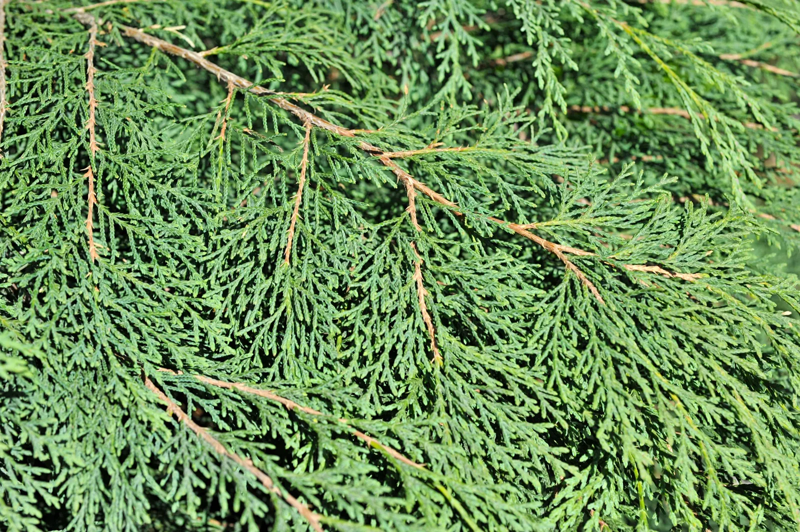 Kryptuja, 30-40 cm - bild 3