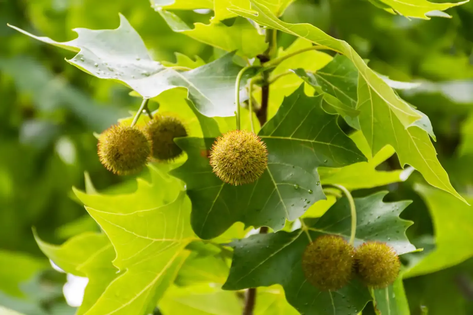 Platan, Högstammat träd — detalj 3