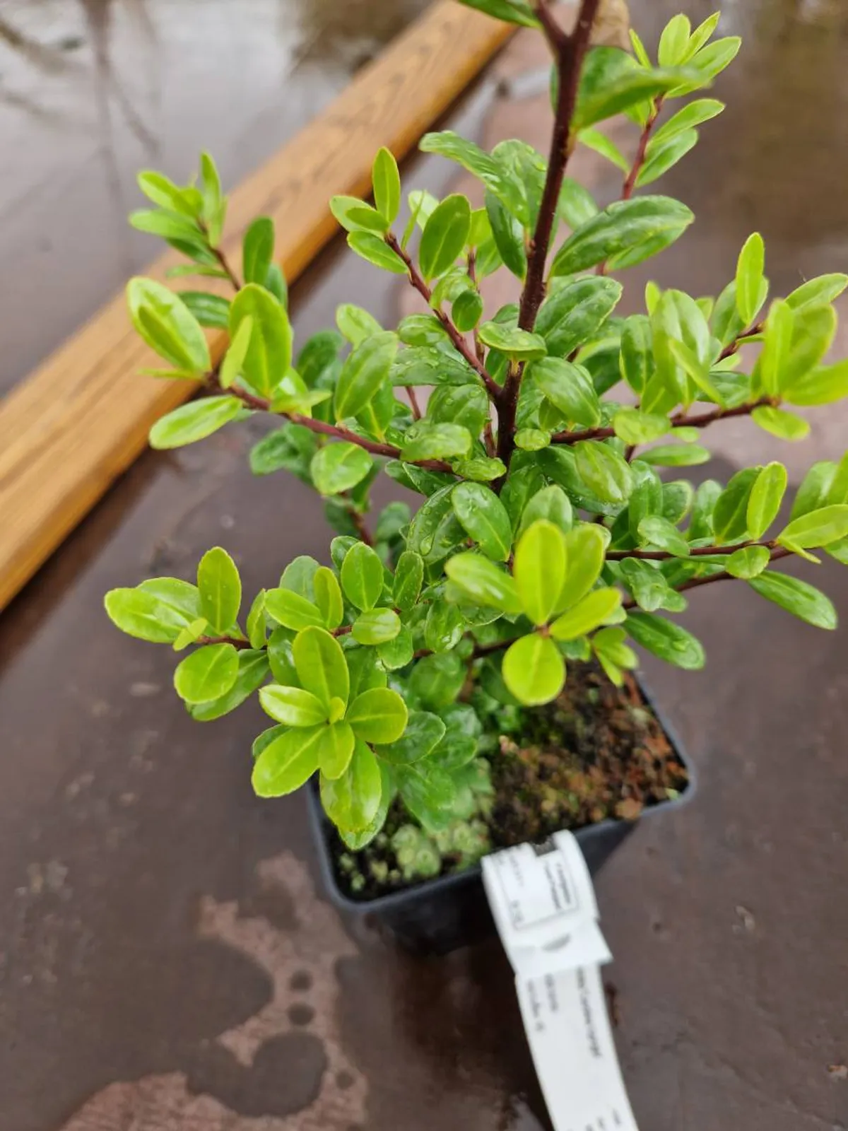 Japansk järnek 'Caroline Upright', 15-25 cm — detalj 4
