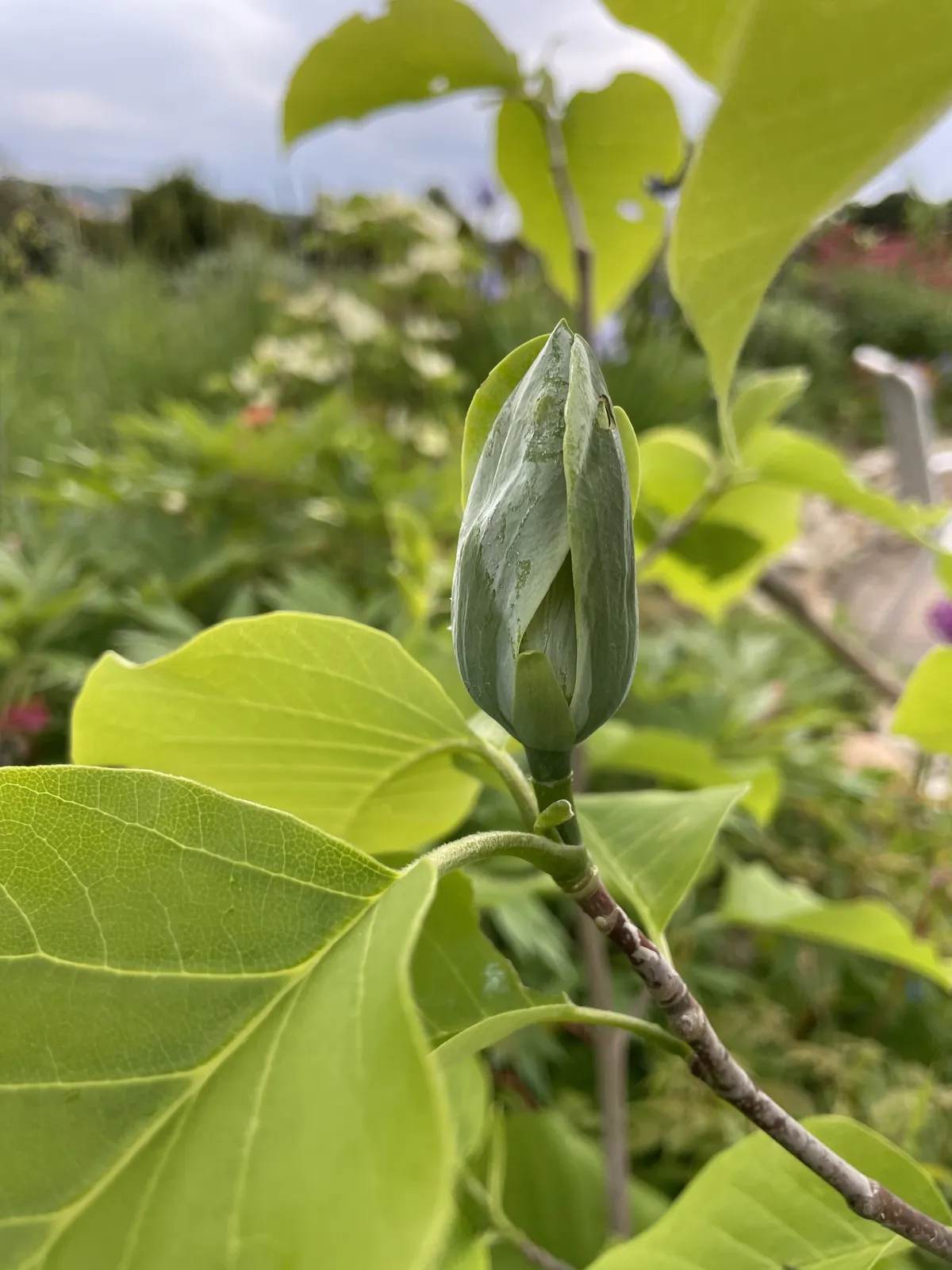 Poppelmagnolia 'Blue Opal', sol 80-100 cm, co/kl - bild 3