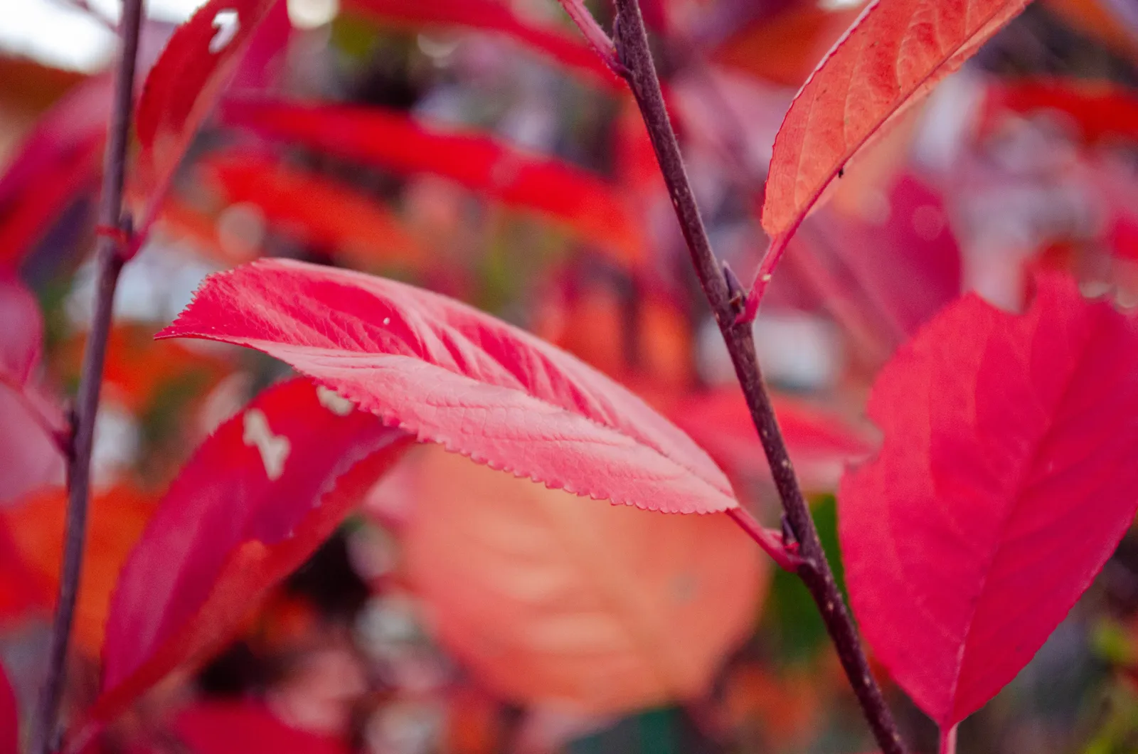 Svartaronia 'Hugin' E - bild 3