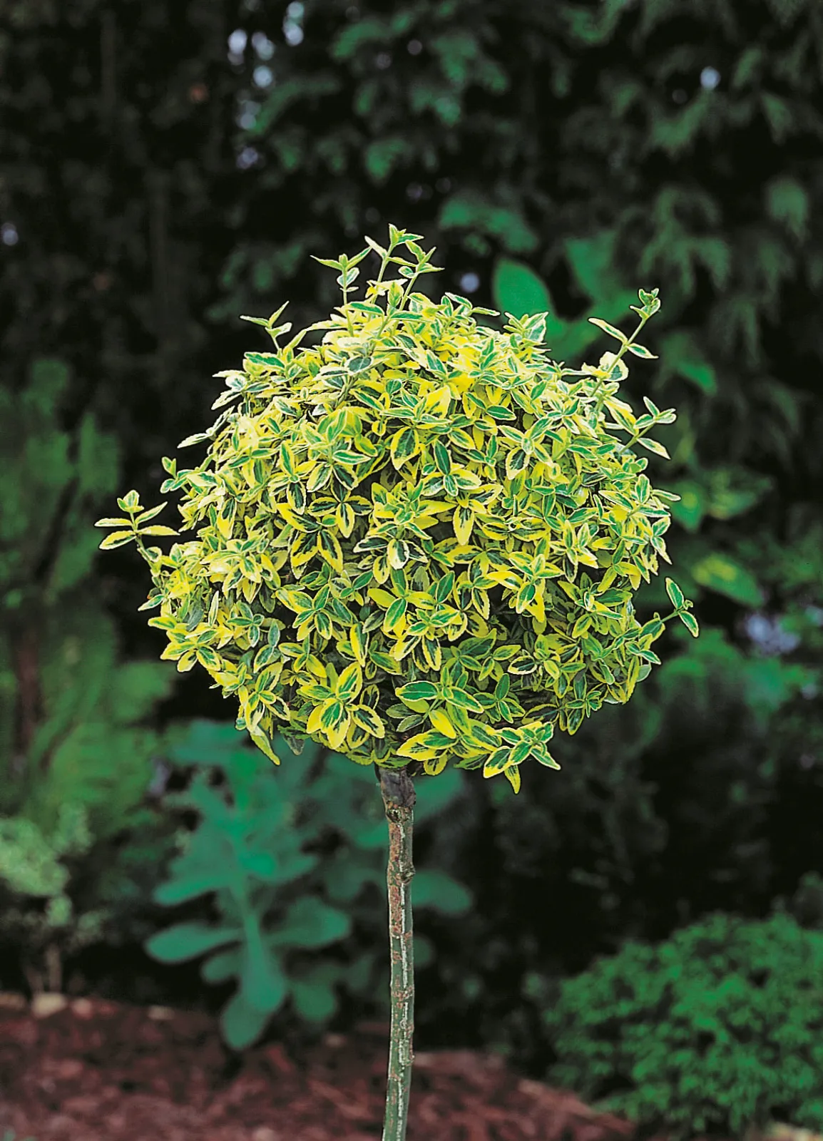 Klätterbenved 'Emerald 'n' Gold', Sh 80-90 - bild 1