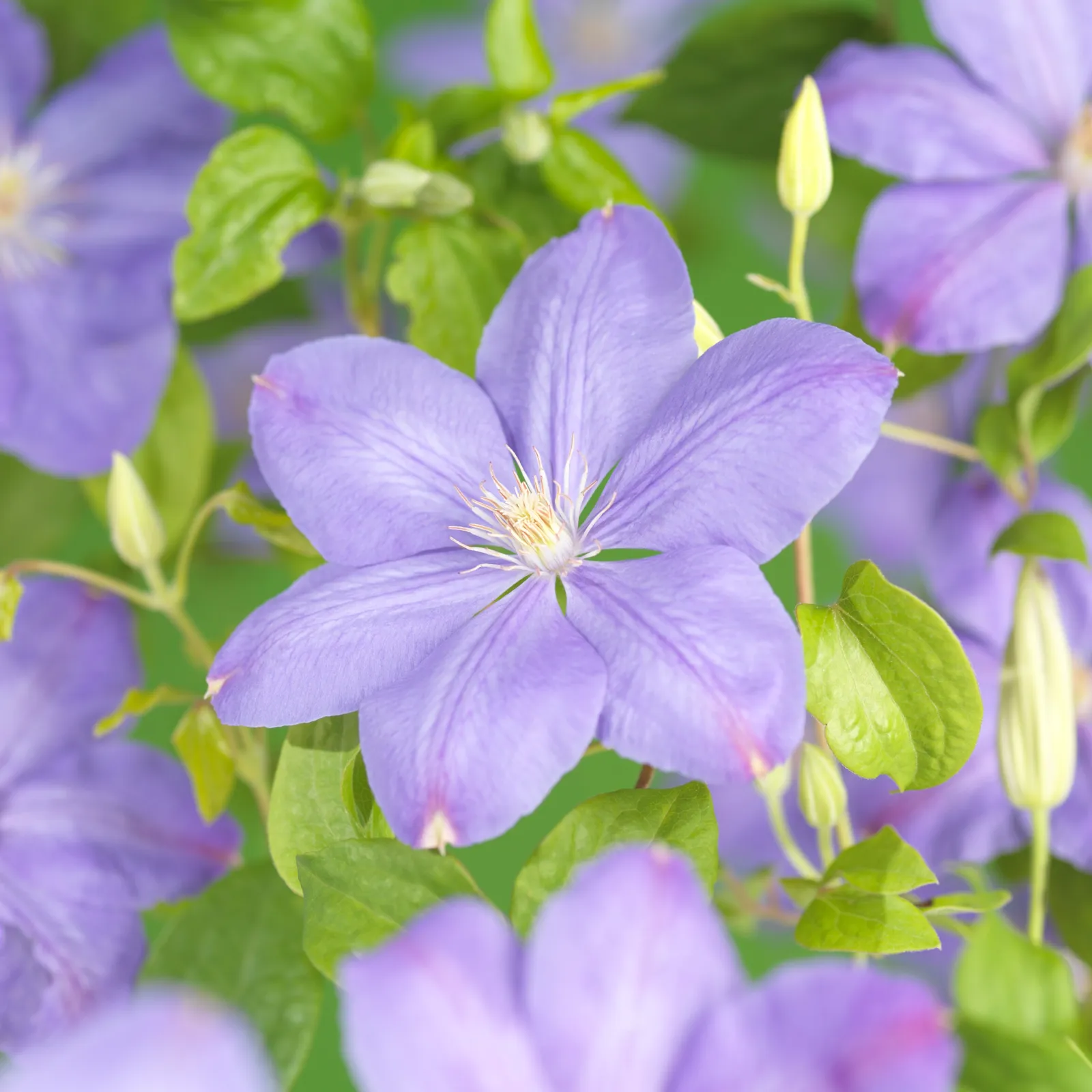 Klematis (Tidiga Storblommiga Gruppen) 'Mrs Cholmondeley' - bild 1