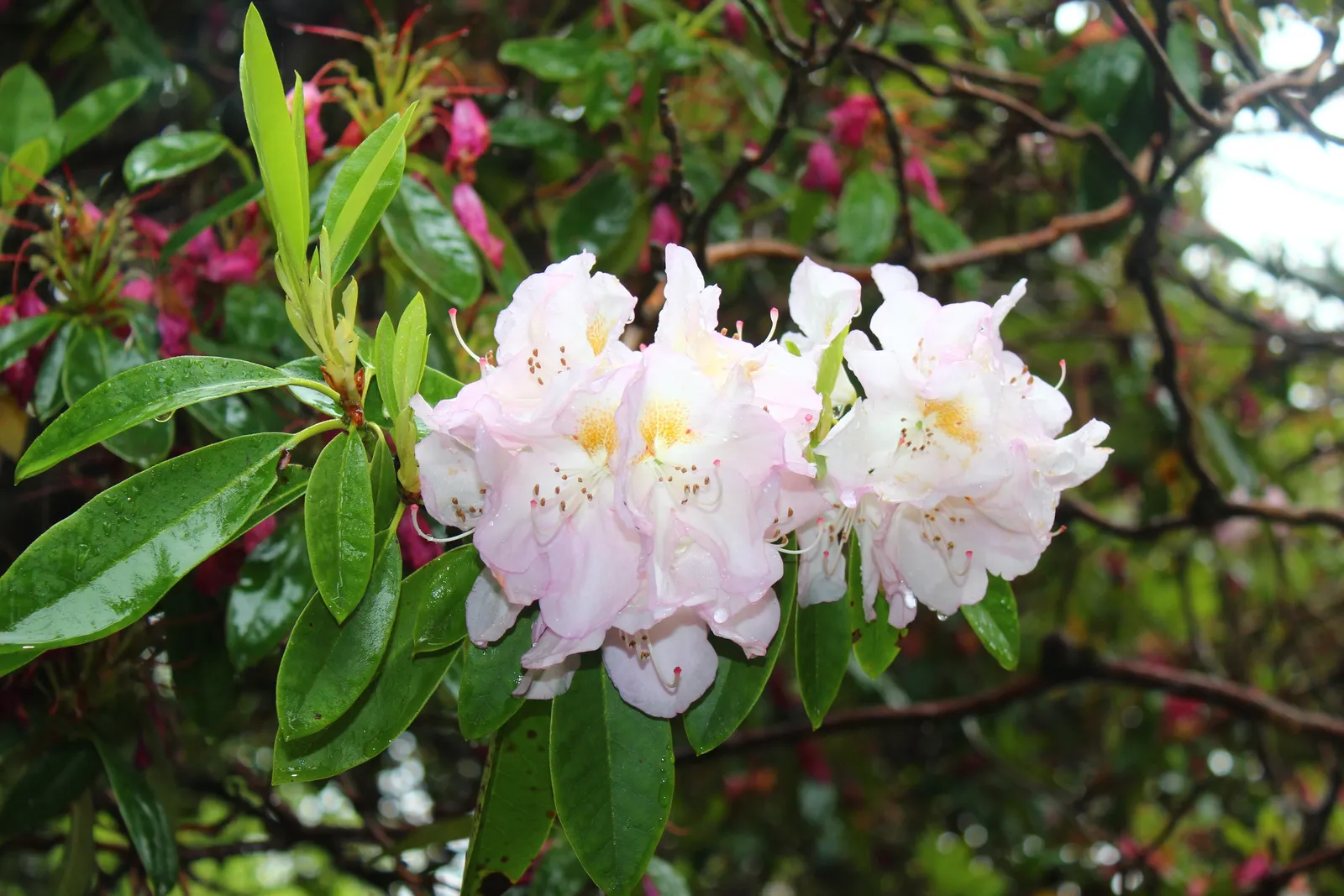 Parkrododendron 'Gomer Waterer', 30-40 cm - bild 3