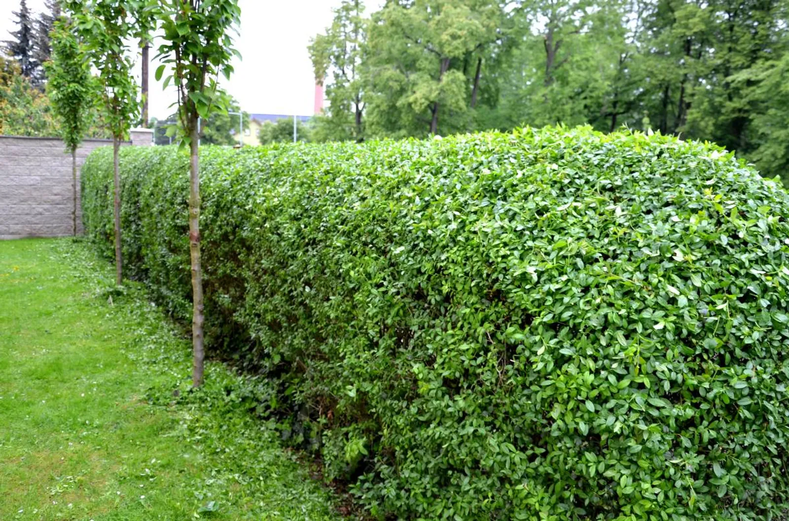 Bredbladig liguster, 30-40 cm — närbild