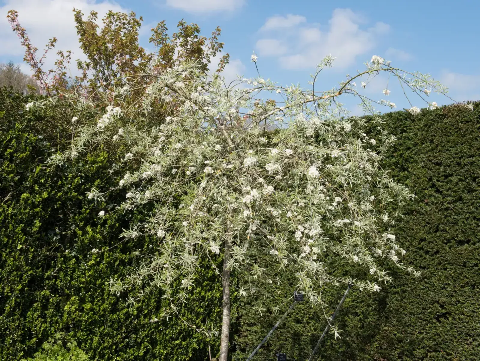 Silverpäron 'Pendula', Högstammat träd — detalj 2