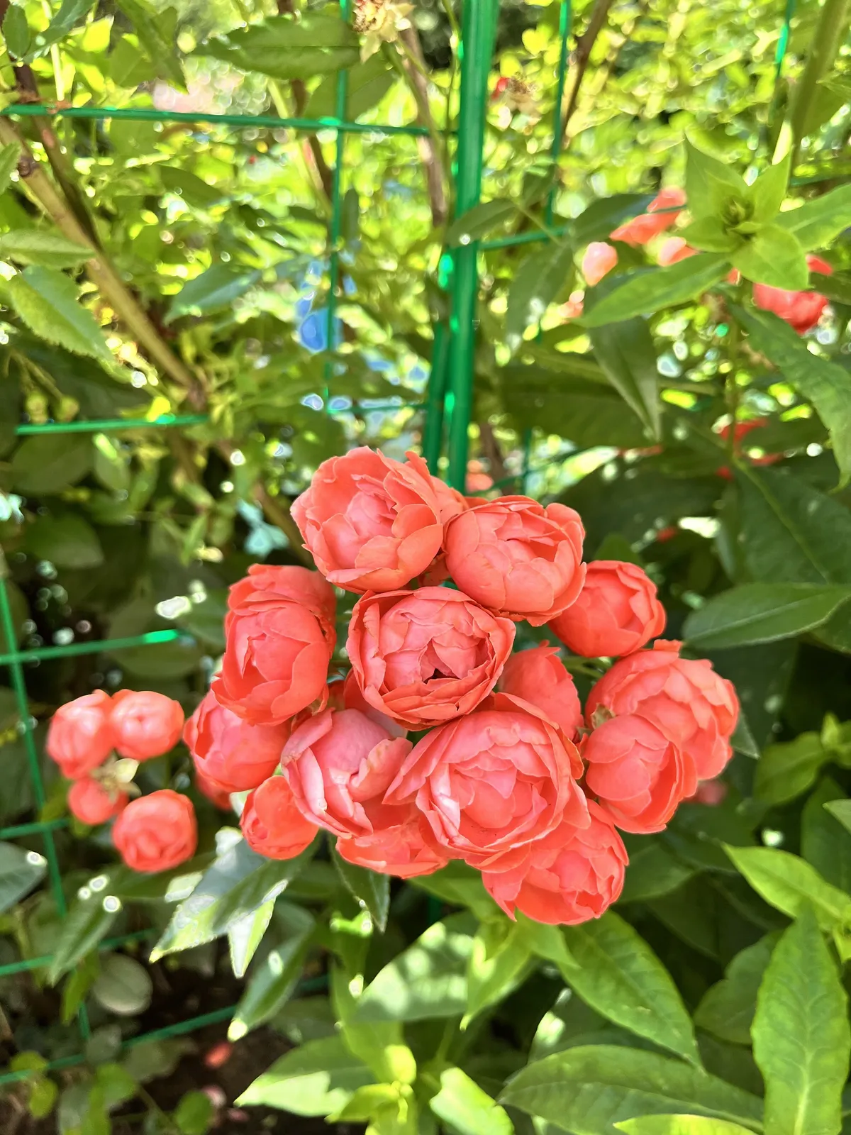 Polyantaros 'Orange Morsdag' - bild 2