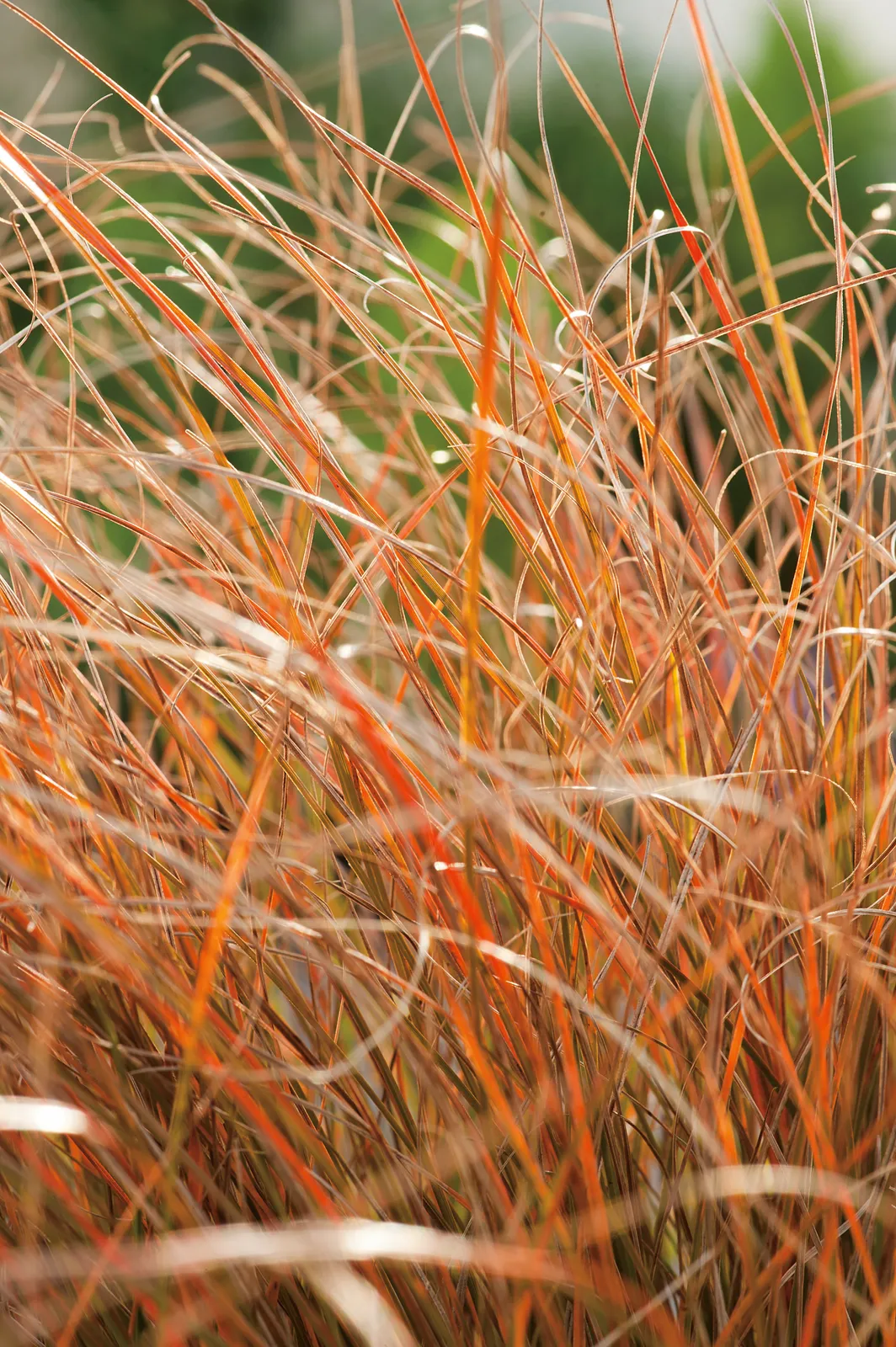 Brandstarr 'Prairie Fire', 2L - bild 1