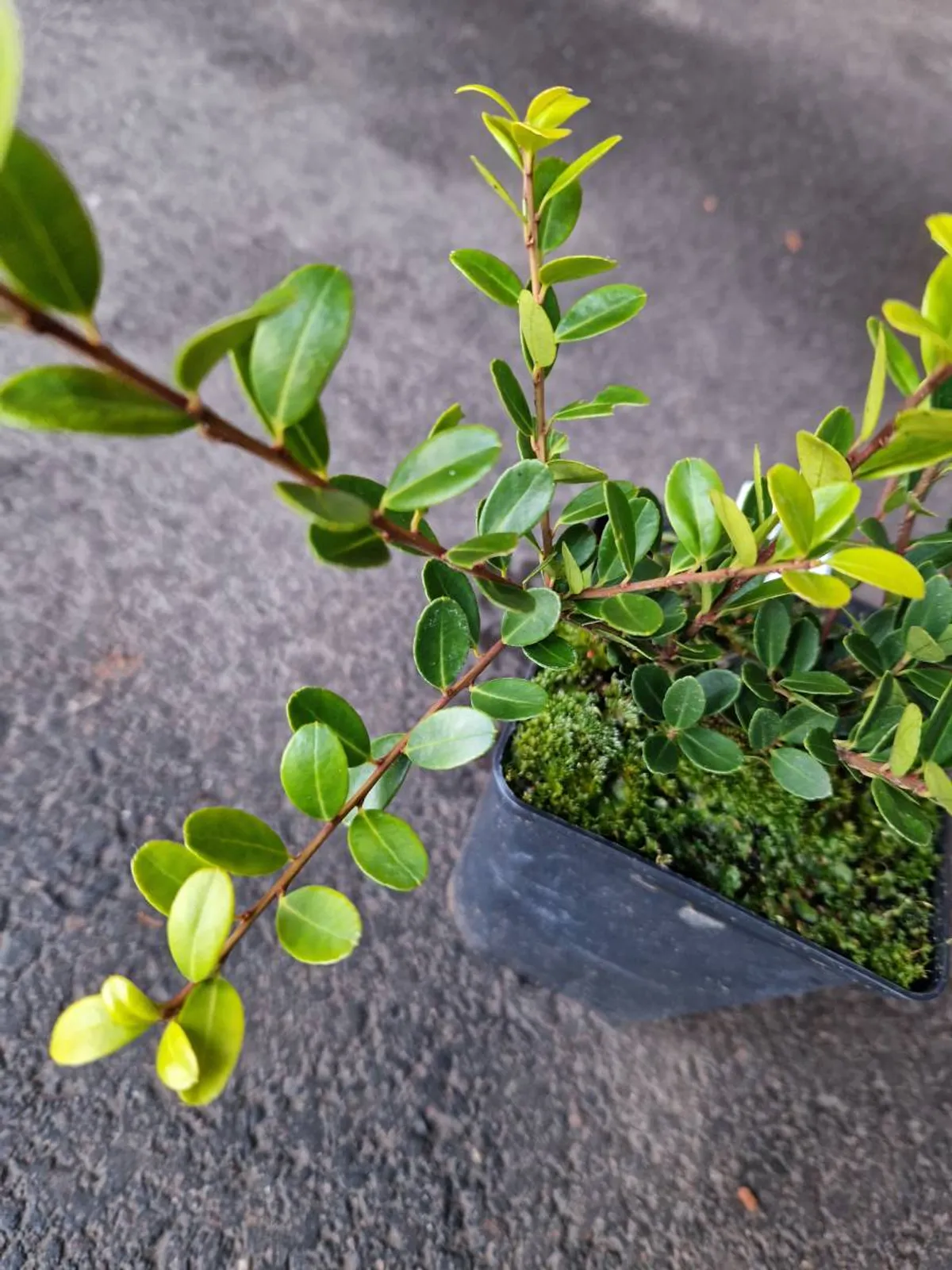 Japansk järnek 'Green Hedge', 10-20 cm — detalj 3