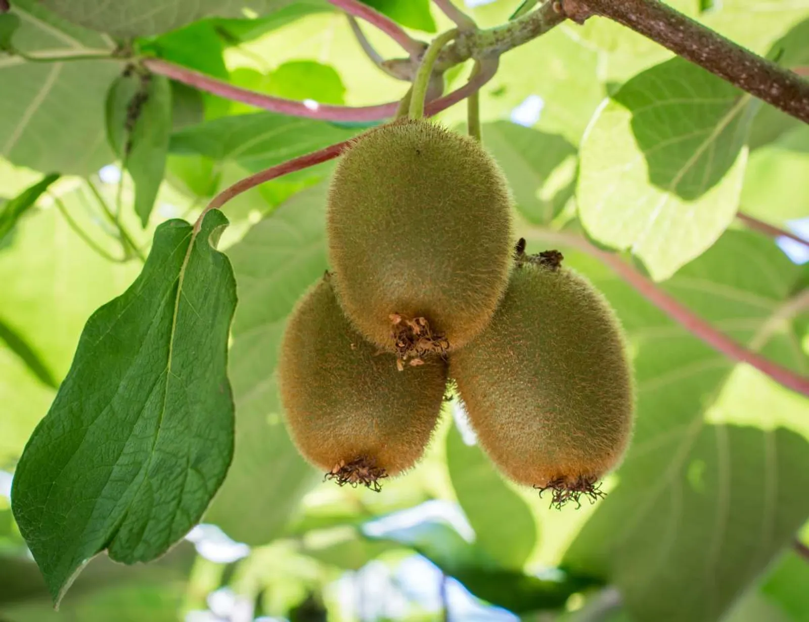 Kiwi 'Jenny', 1-pack — närbild