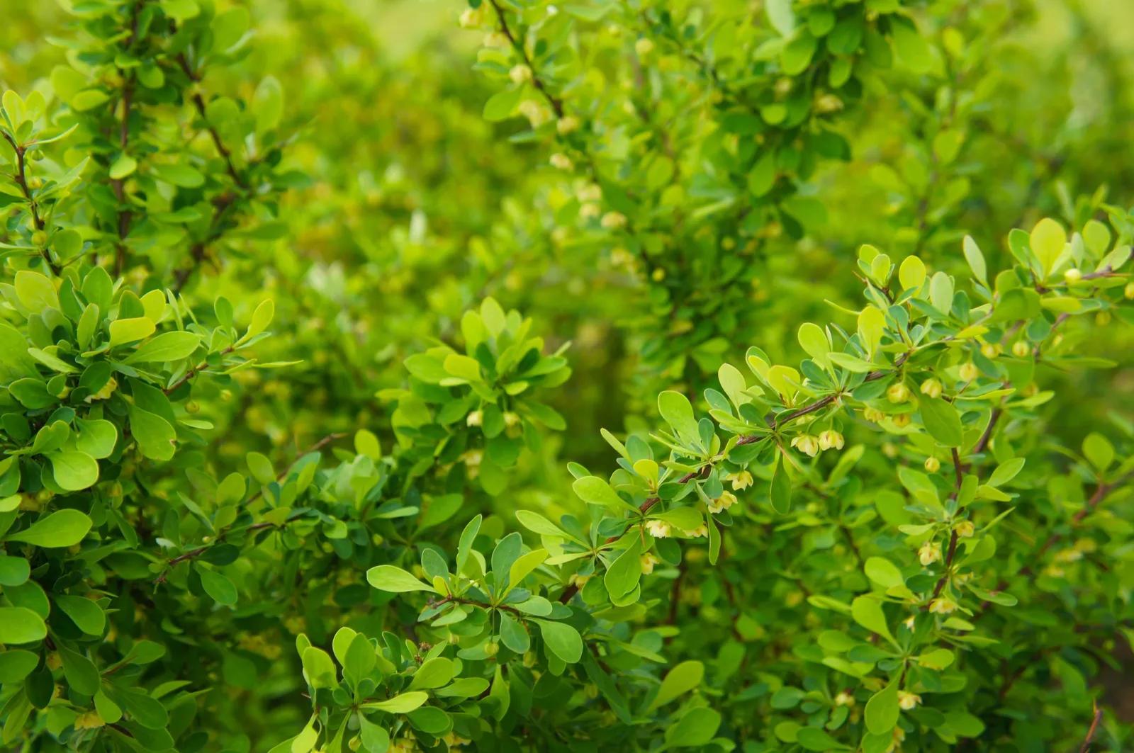 Häckberberis - bild 2