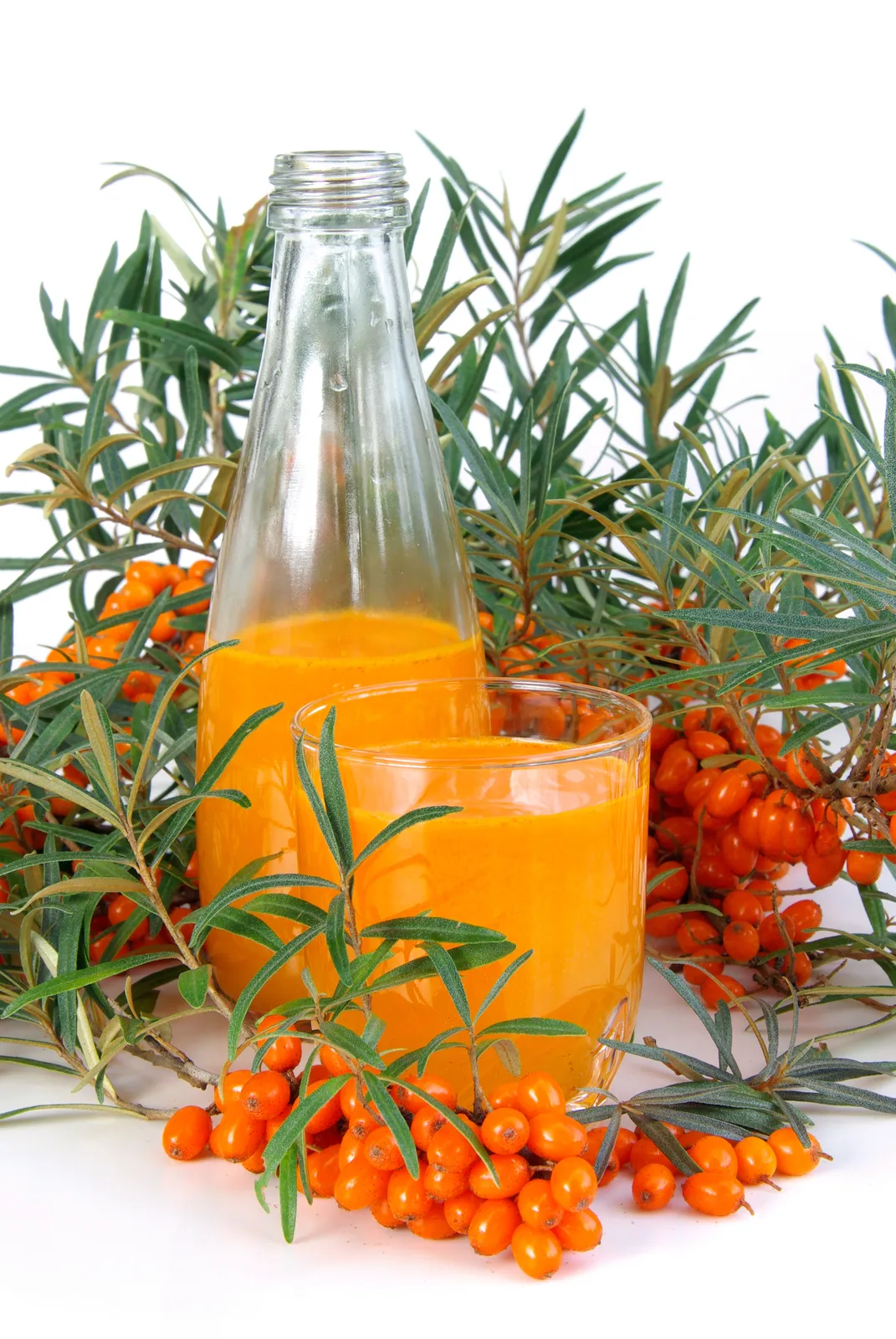 Havtorn BALSGÅRD LOTTA® E ('BHi32415hona') - bild 6