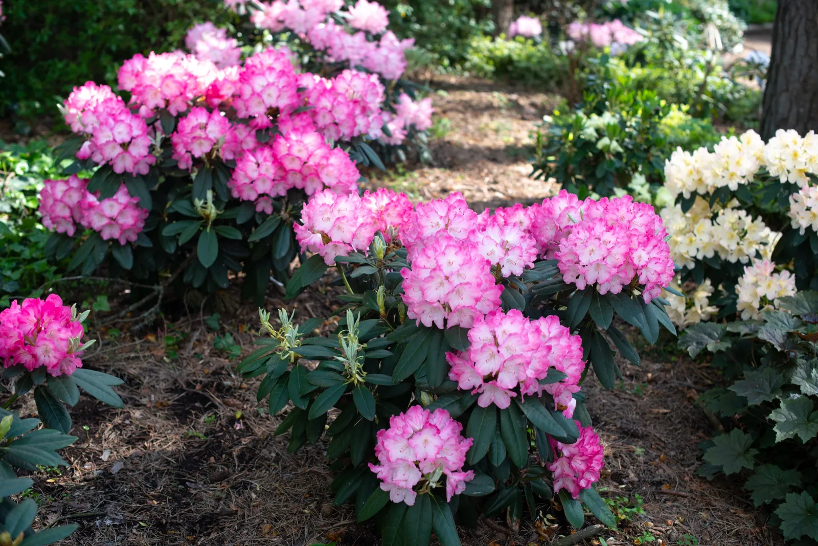 Yakushimanum-rododendron 'Fantastica', 20-25 cm - bild 5
