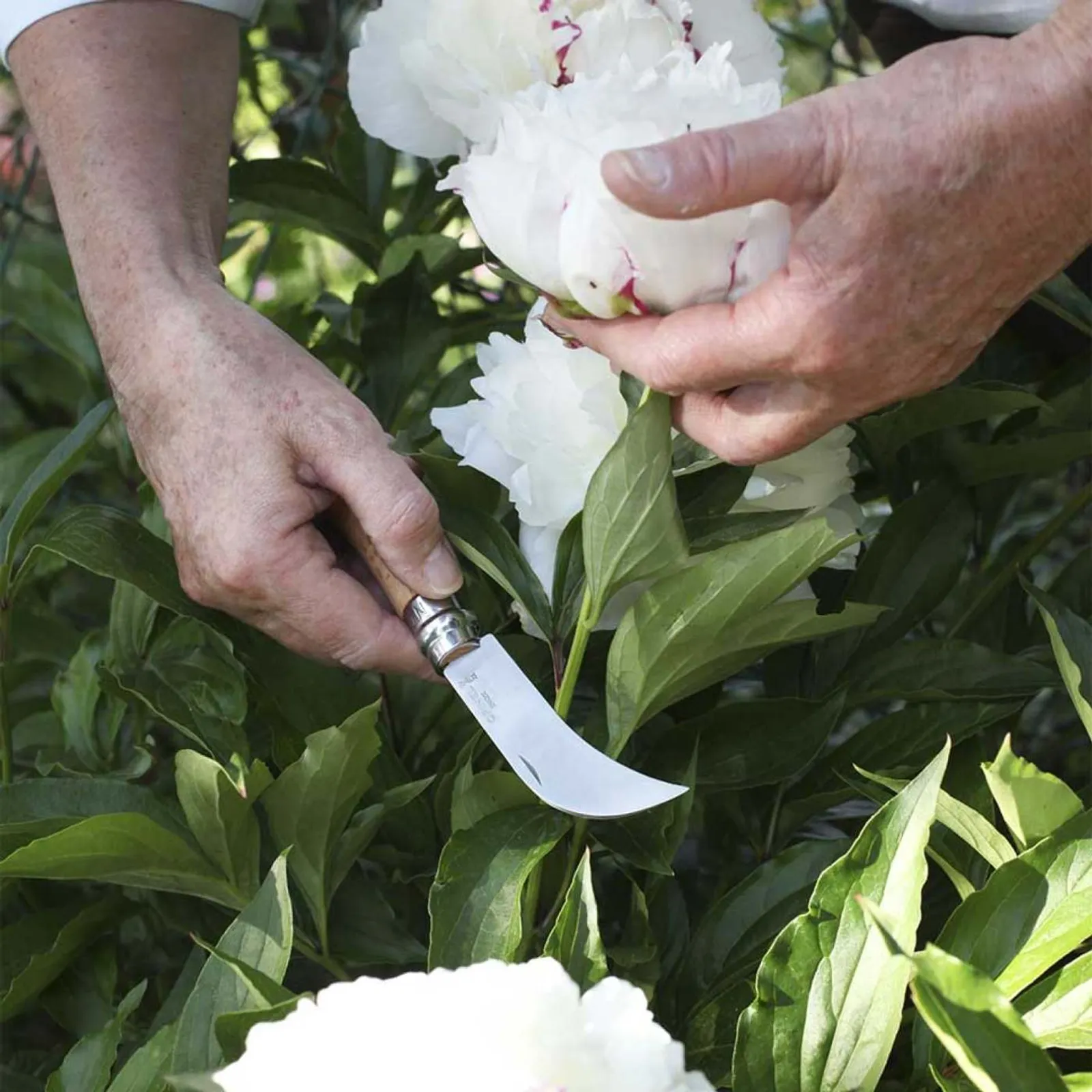 Opinel N08 beskärningskniv med trähandtag skär vita pioner bland frodiga gröna blad i trädgårdsmiljö