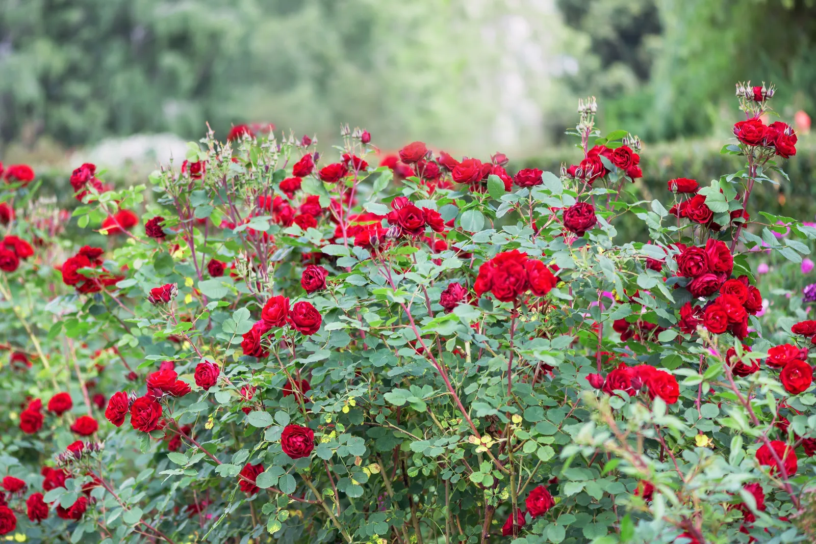 Floribundaros NINA WEIBULL® ('Poulwei') - bild 4