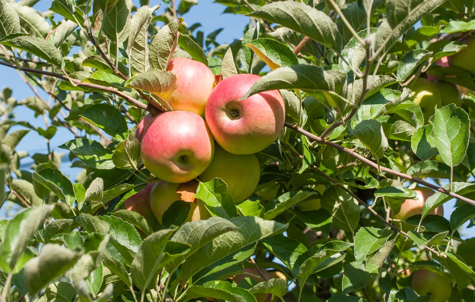 Äpple RÖTT KANELÄPPLE ('Koritschnevoje'), inkl. uppbindnings kit - bild 2