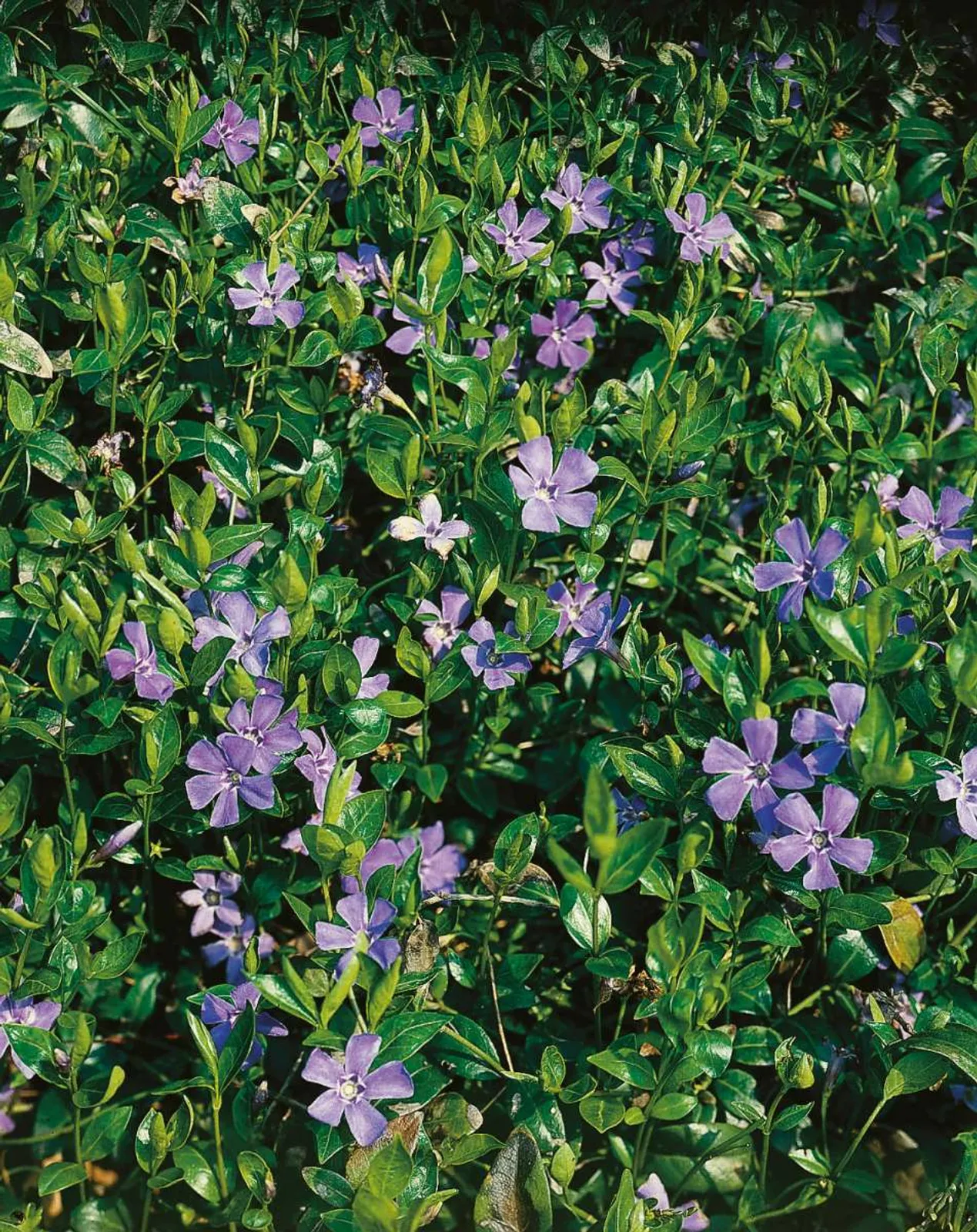 Vintergrön med blåvioletta blommor och glänsande gröna blad, tålig marktäckare för skuggiga platser.