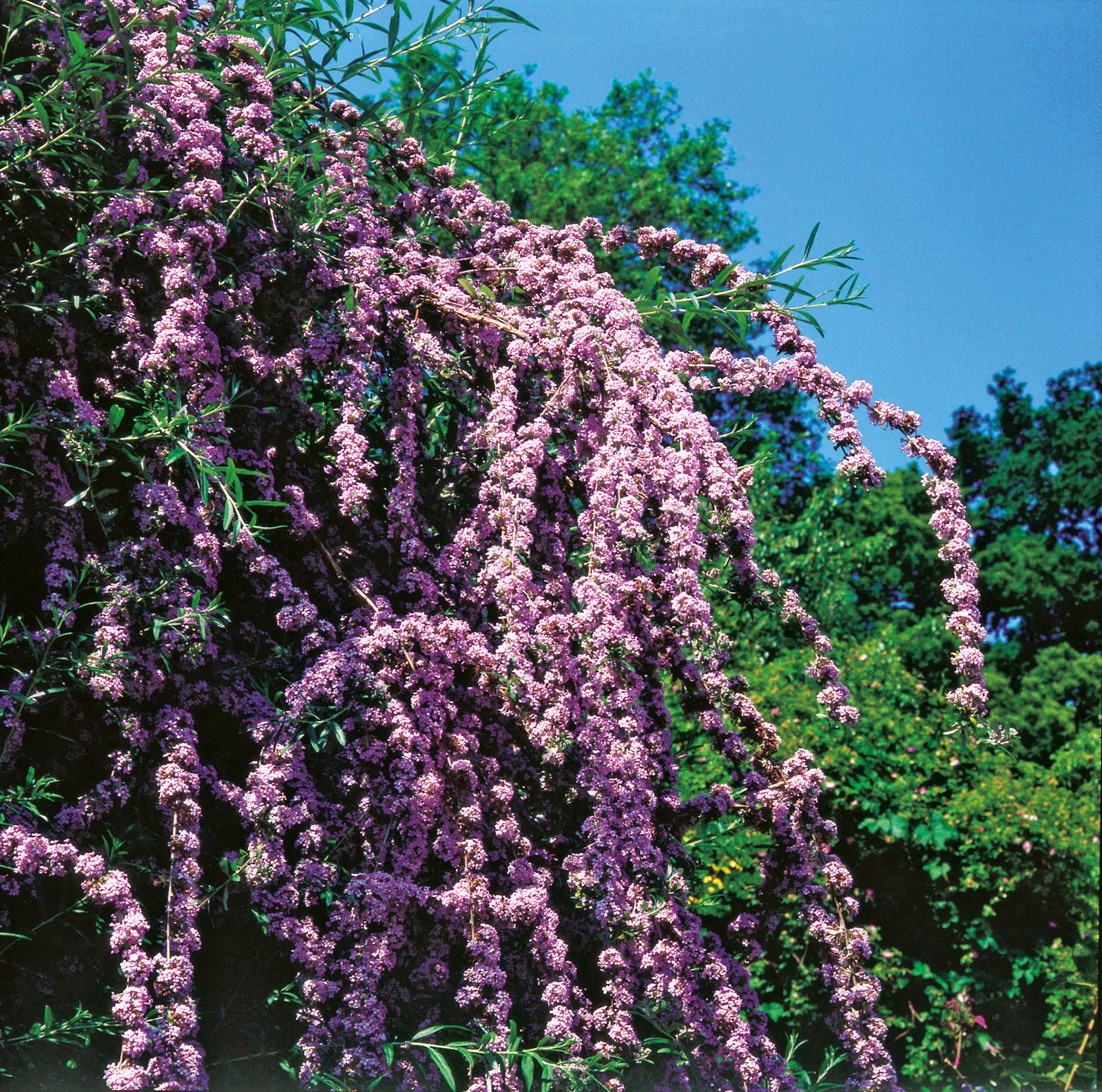 Sommarbuddleja - bild 2