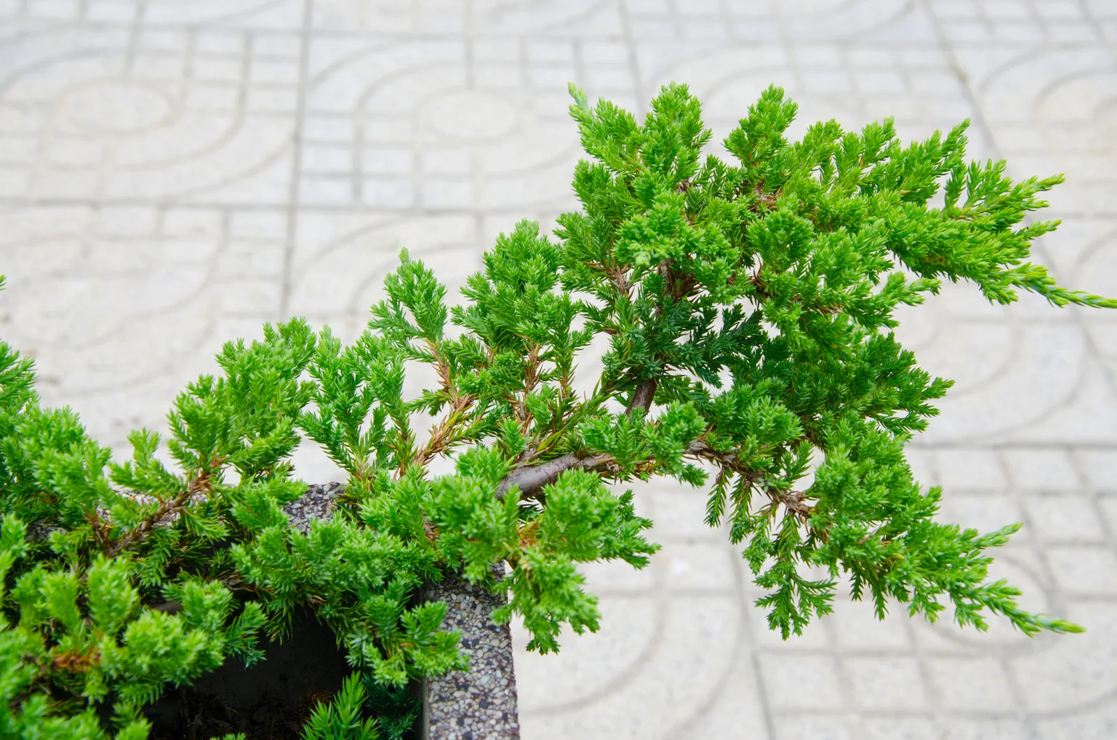 Japansk kryp-en 'Nana', 25-30 cm - bild 5