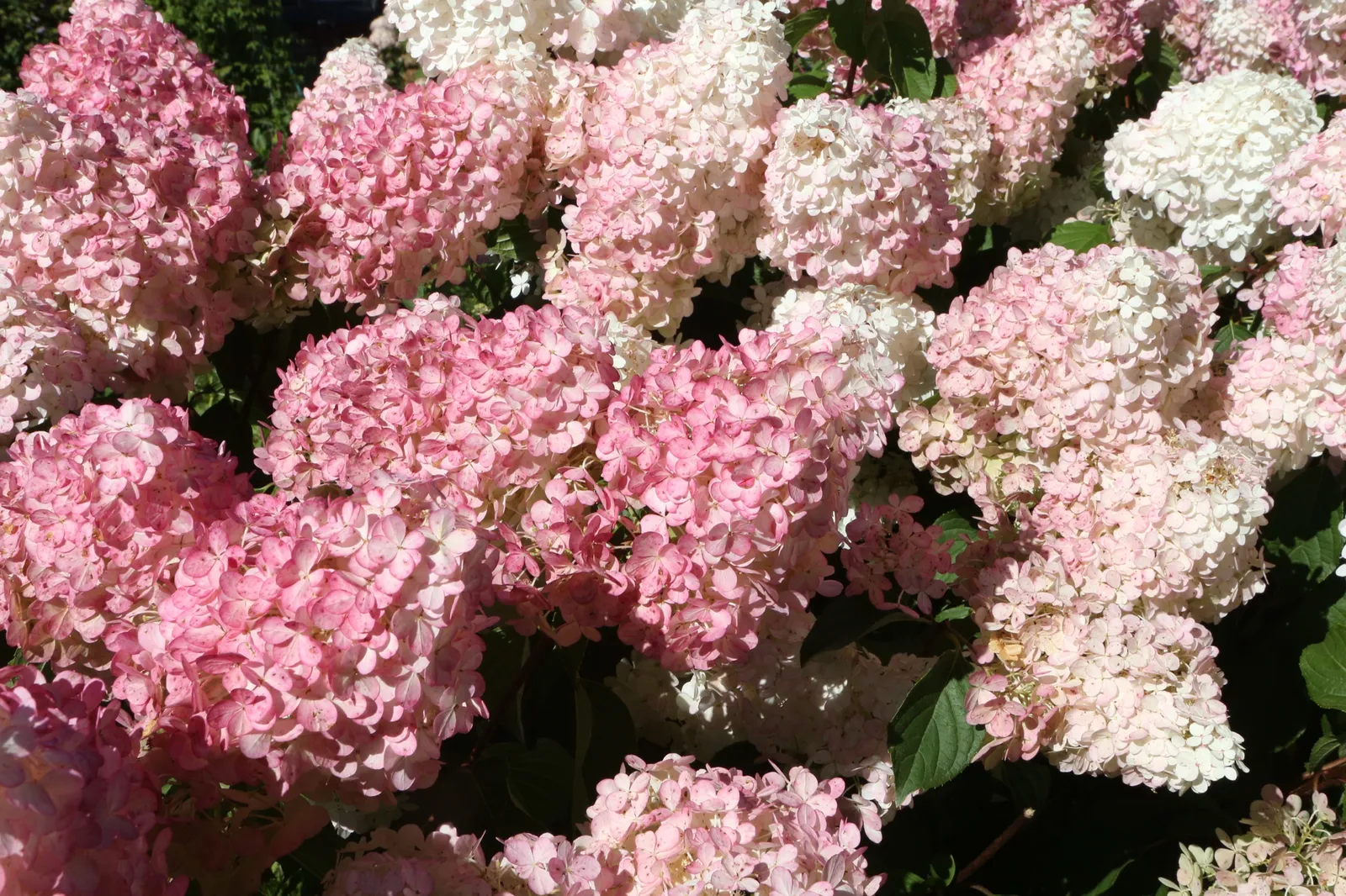 Vipphortensia VANILLE-FRAISE ('Renhy'PBR), Sh 90-100 - bild 4