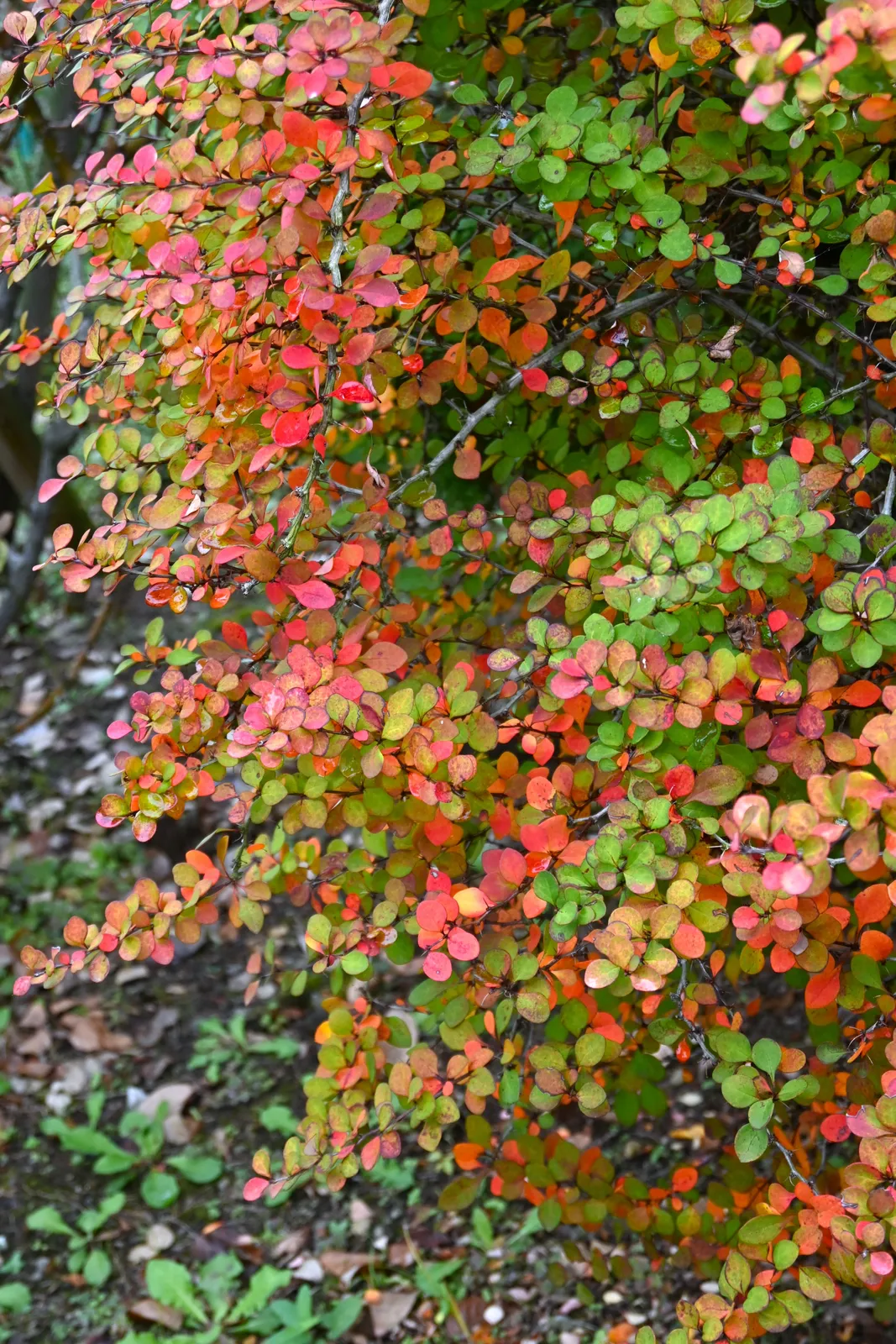 Häckberberis - bild 4