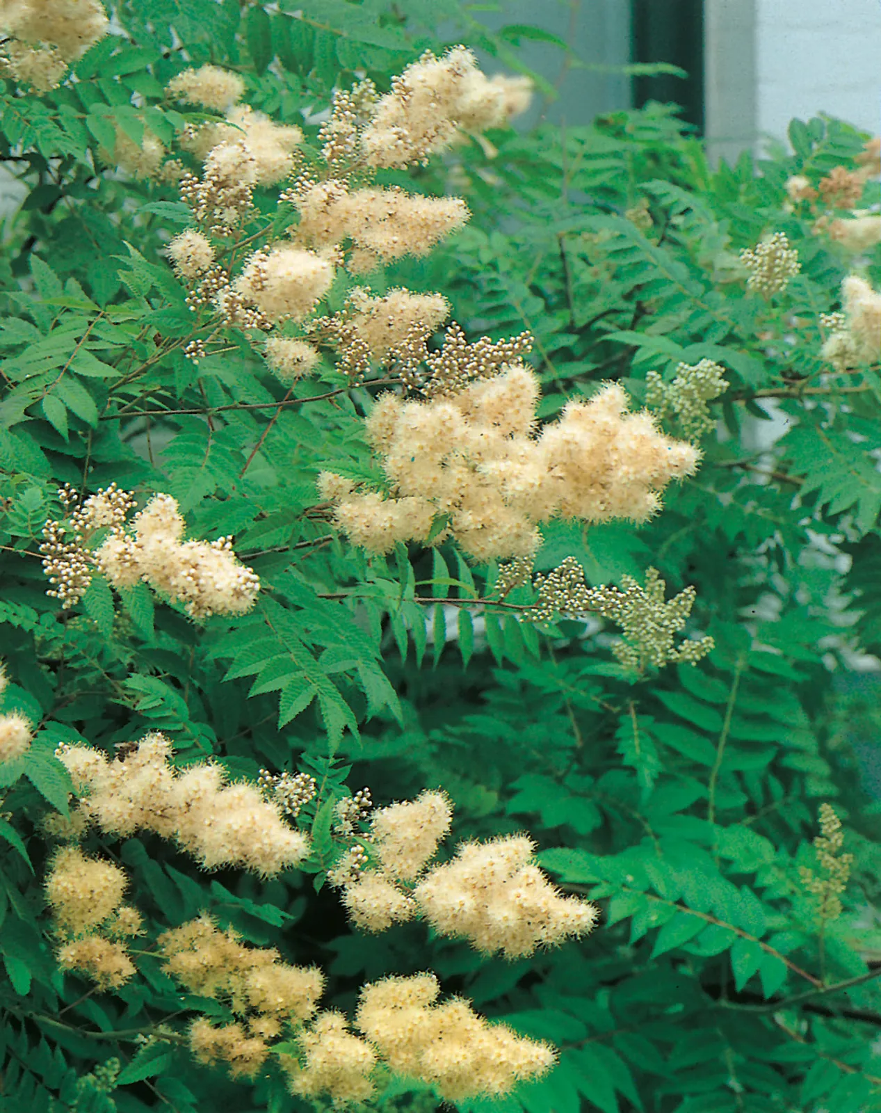 Rönnspirea 'Pia' E - bild 1