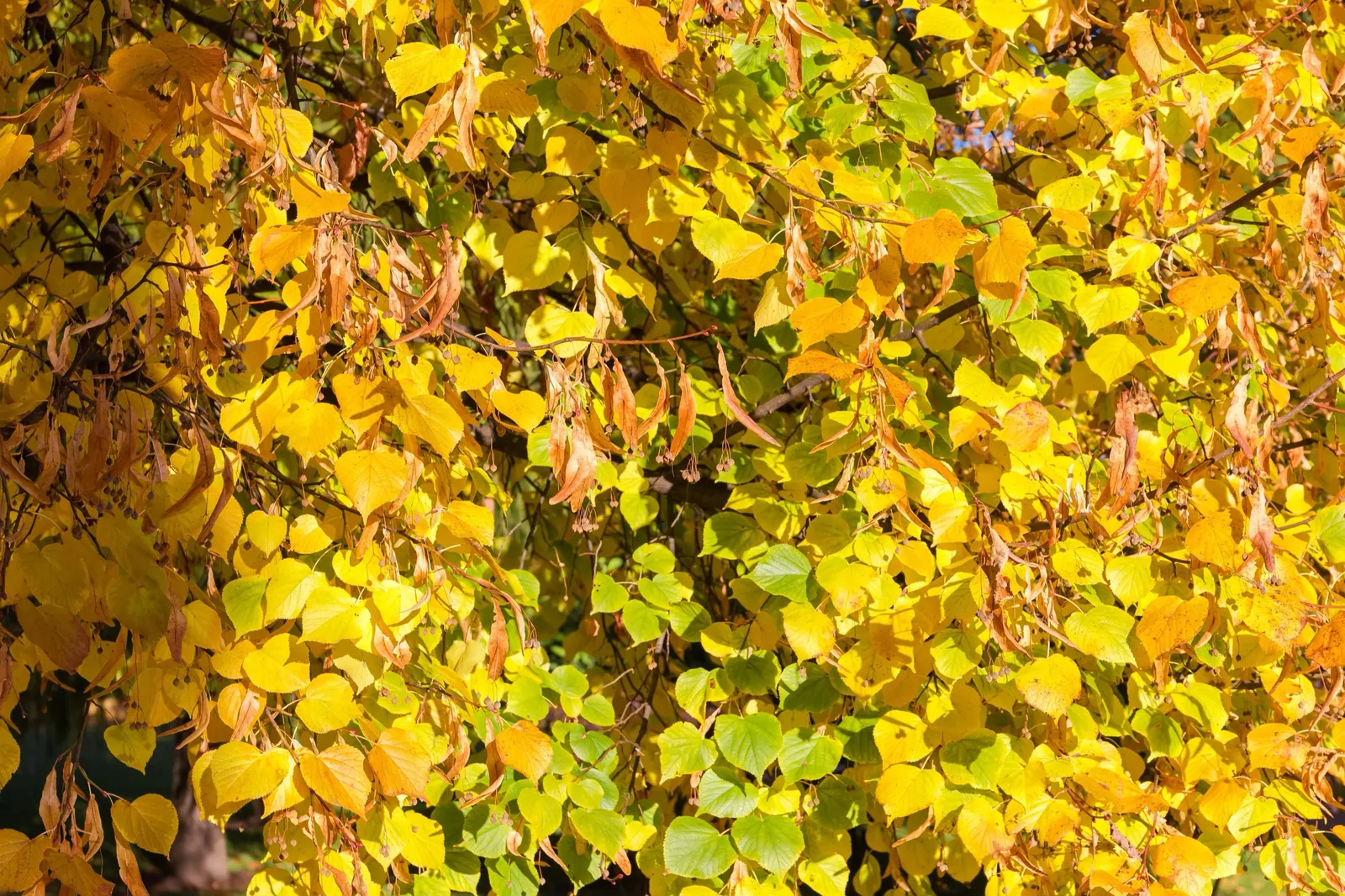 Skogslind, Utr 150-200 - bild 4
