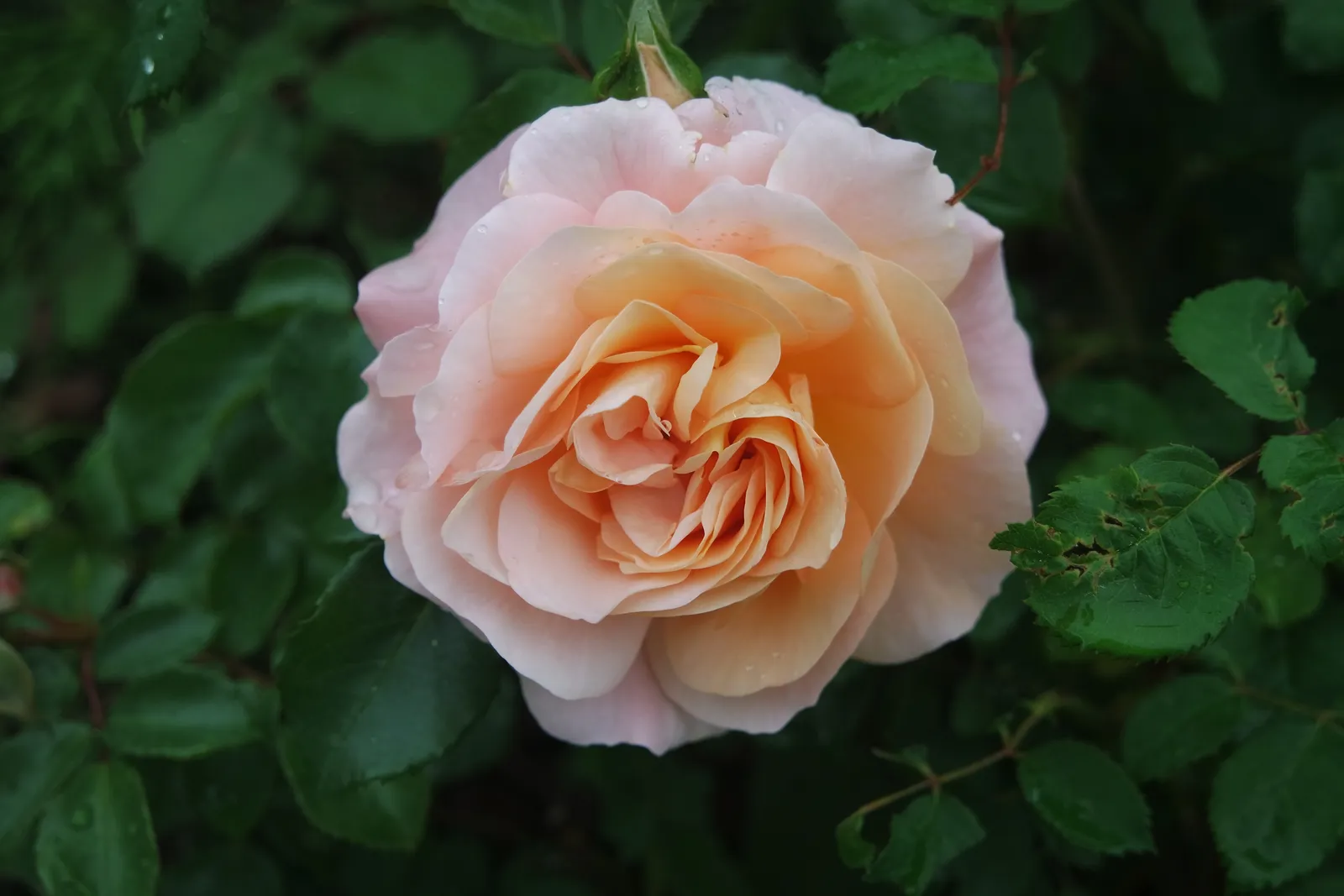 Floribundaros KALMAR ('Poulkalm') - bild 4