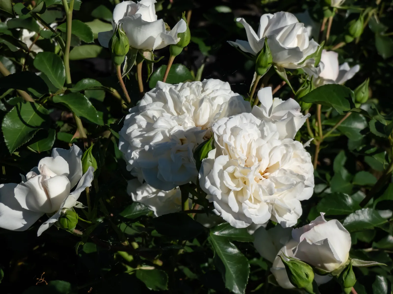 Modern buskros WHITE MEIDILAND® ('Meicoublan') - bild 3