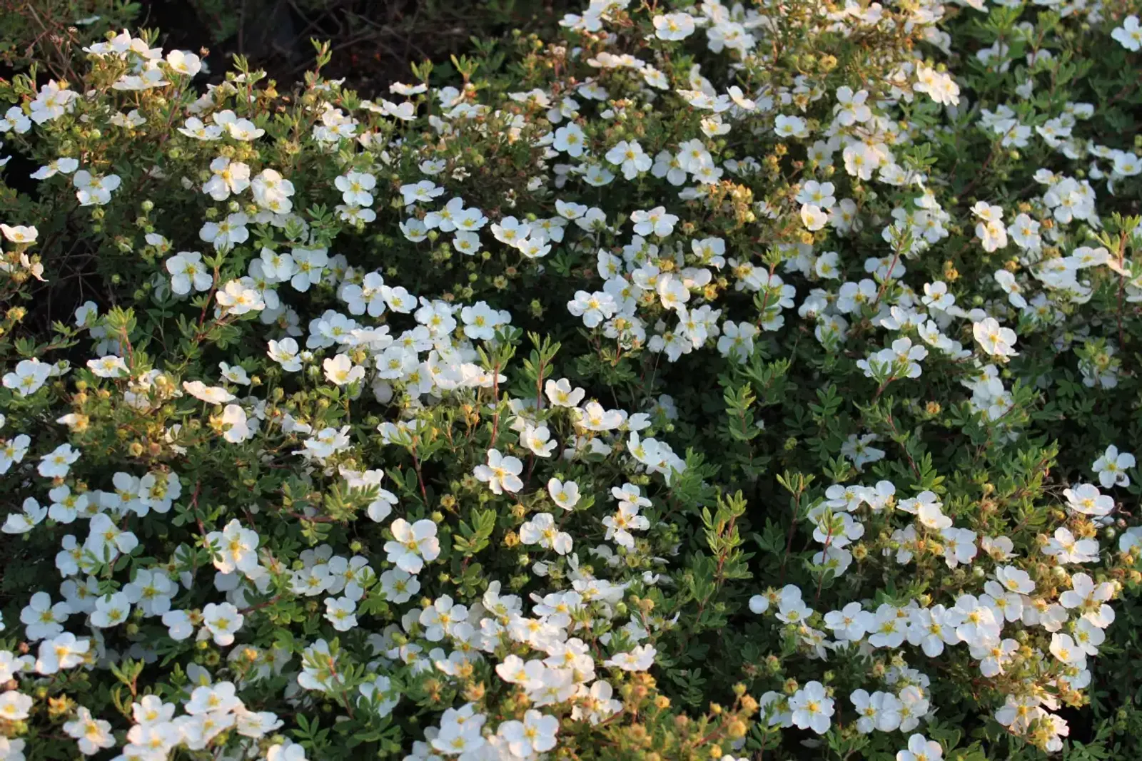 Trädgårdstok 'Abbotswood' med vita blommor och blågrått bladverk, en elegant häckväxt.
