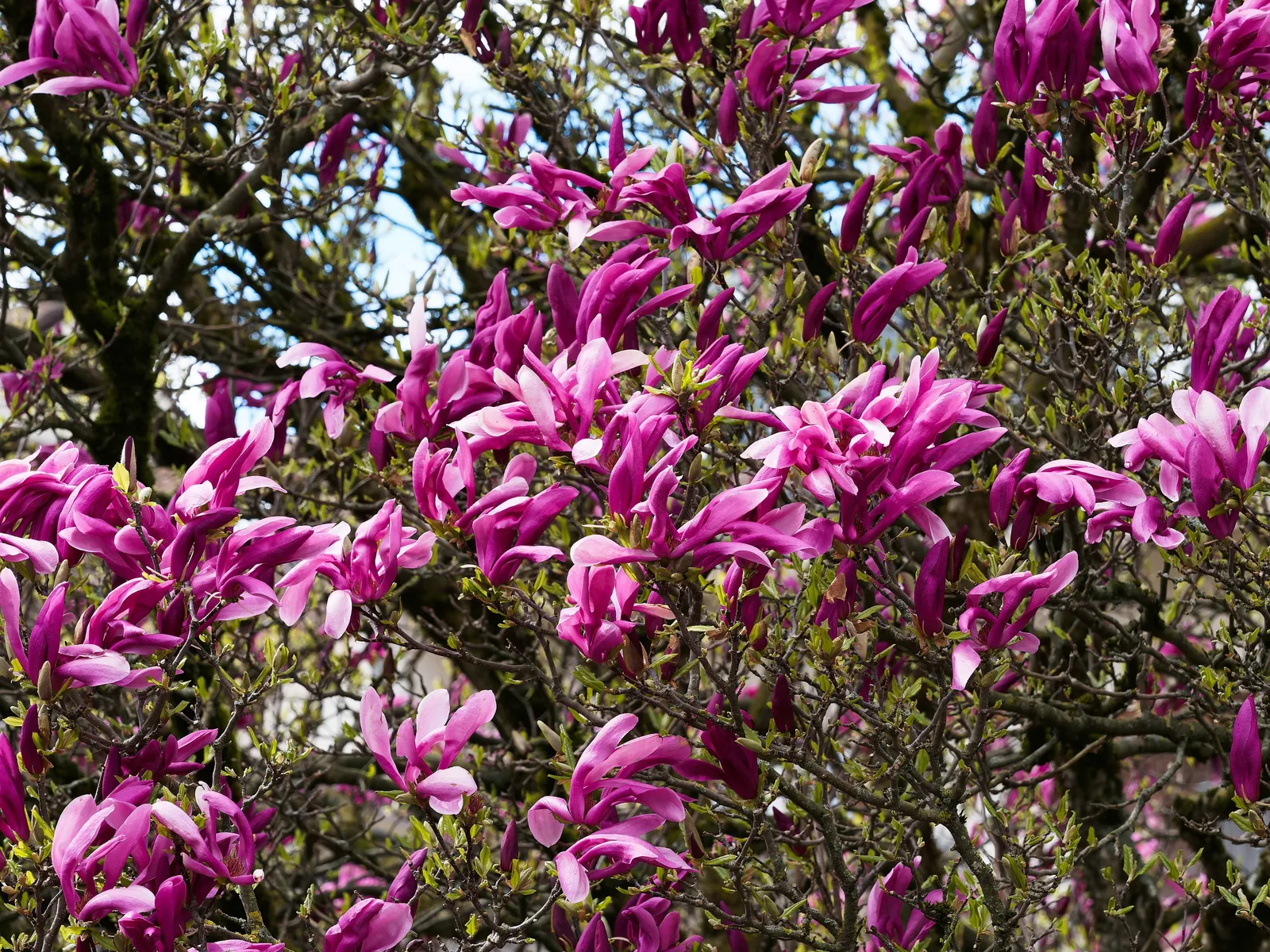 Liljemagnolia 'Nigra', sol 60-80 cm, co/kl - bild 3