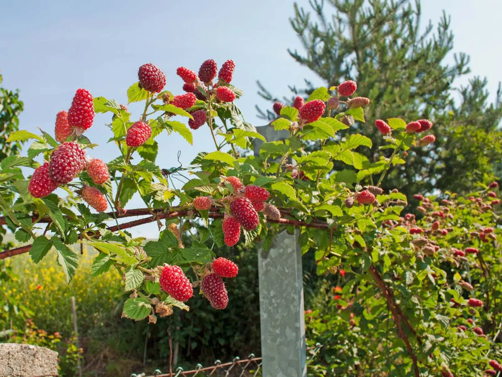 Björnbärshallon 'Tayberry', 1-pack — detalj 2