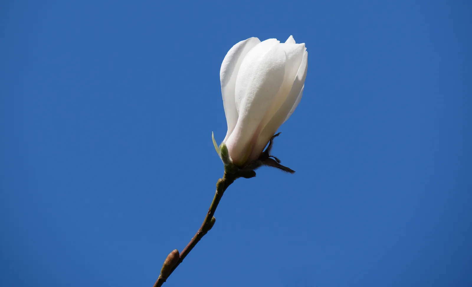 Japansk magnolia - bild 7