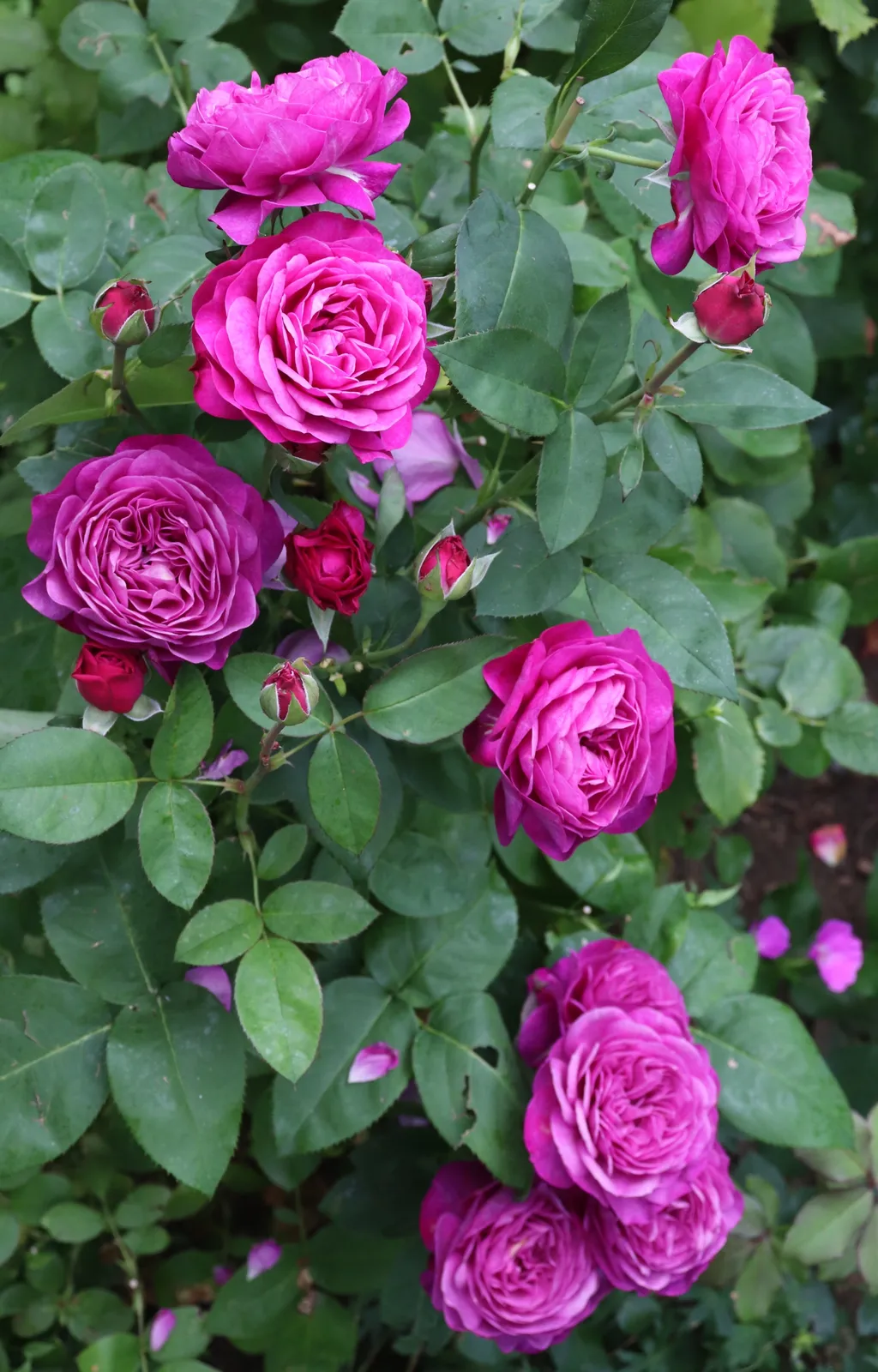 Floribundaros HEIDI KLUM ROSE ('Tan00681'PBR) - bild 3
