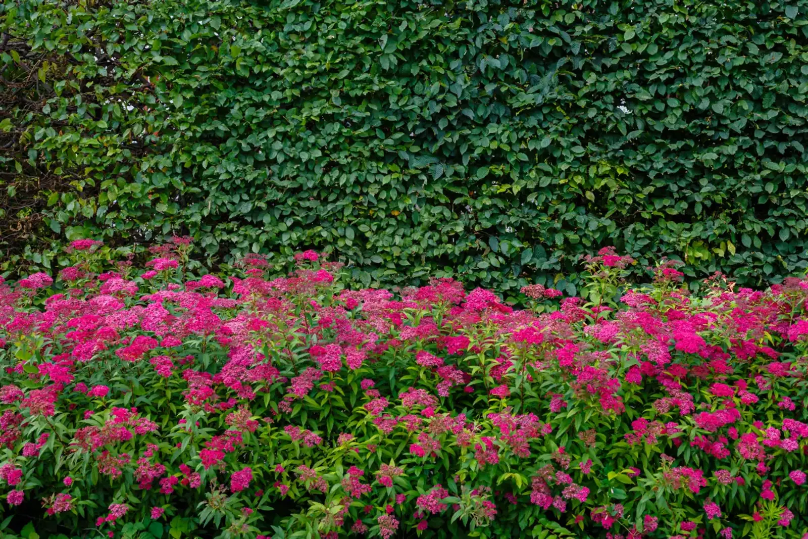 Rosenspirea, 15-30 cm — närbild