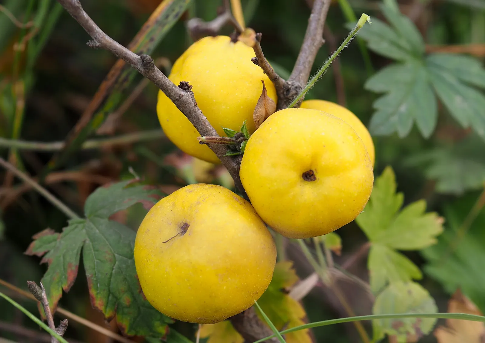 Liten rosenkvitten BALSGÅRD RONDO® ('Rondo') - bild 2