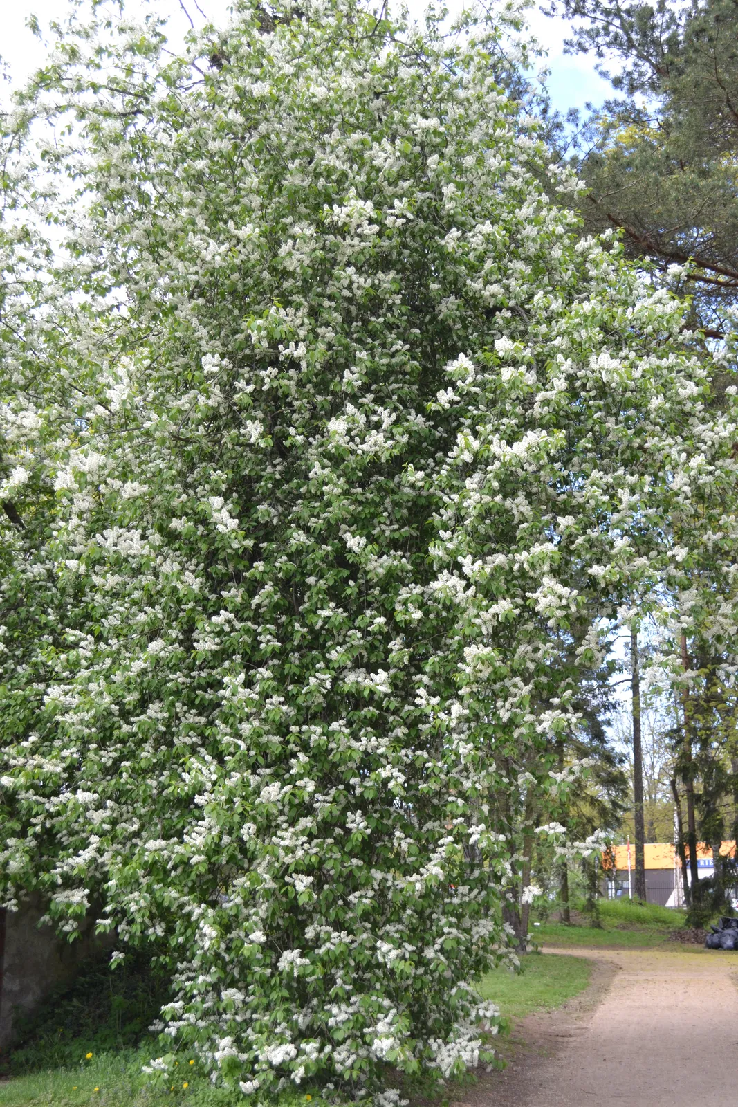 Hägg FK ULTUNA E, Utr 150-200 - bild 1