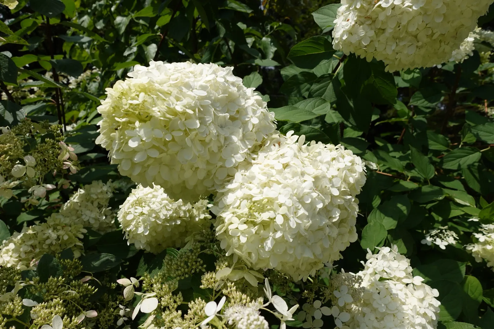 Syrenhortensia - bild 6