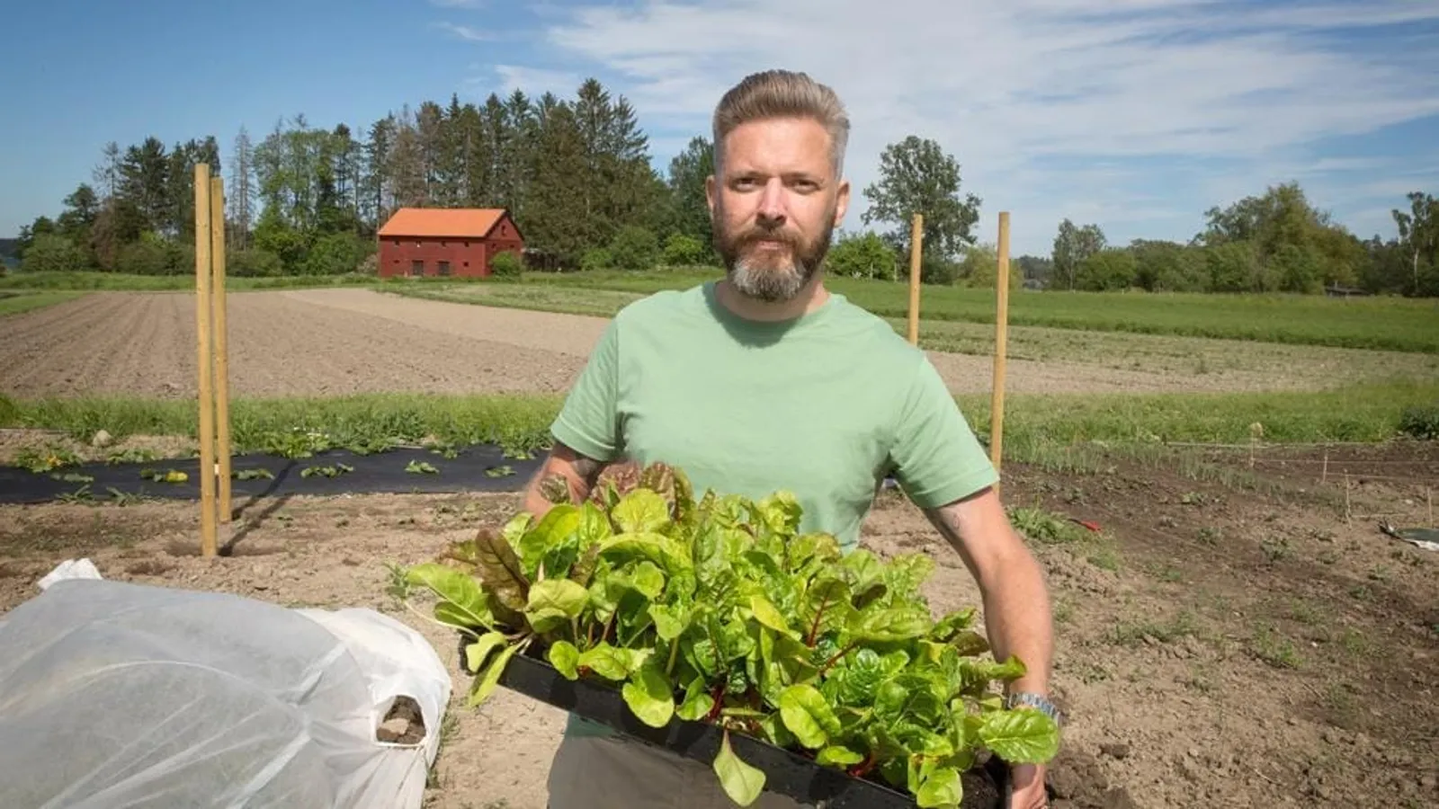 Odlare som håller ett brätte med mangoldplantor framför ett nyplanterat odlingsfält