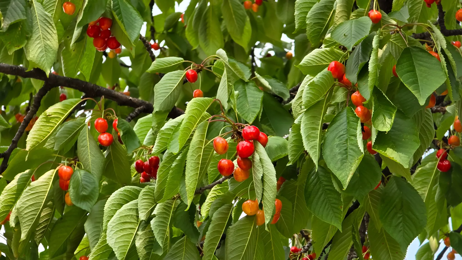 Sötkörsbär 'Gårdebo' E - bild 3